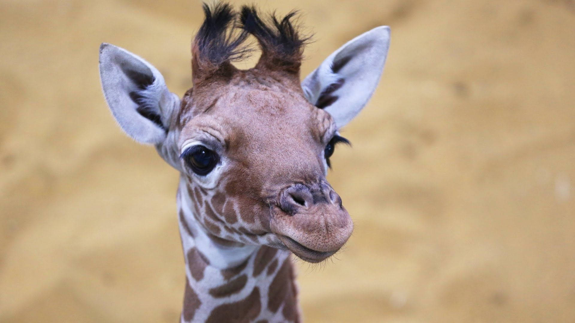 Baby Giraffe Cute Headshot Background