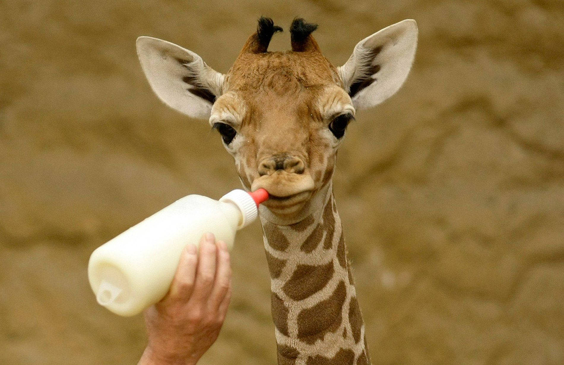 Baby Giraffe Drinking Milk Background