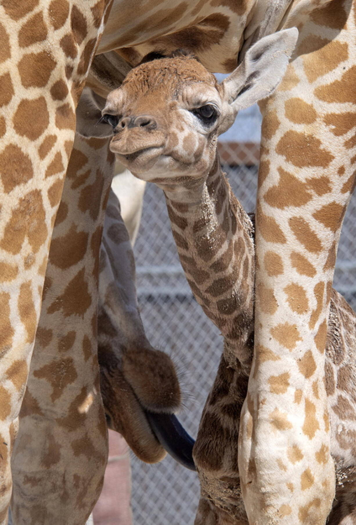 Baby Giraffe Hiding Under Belly Background