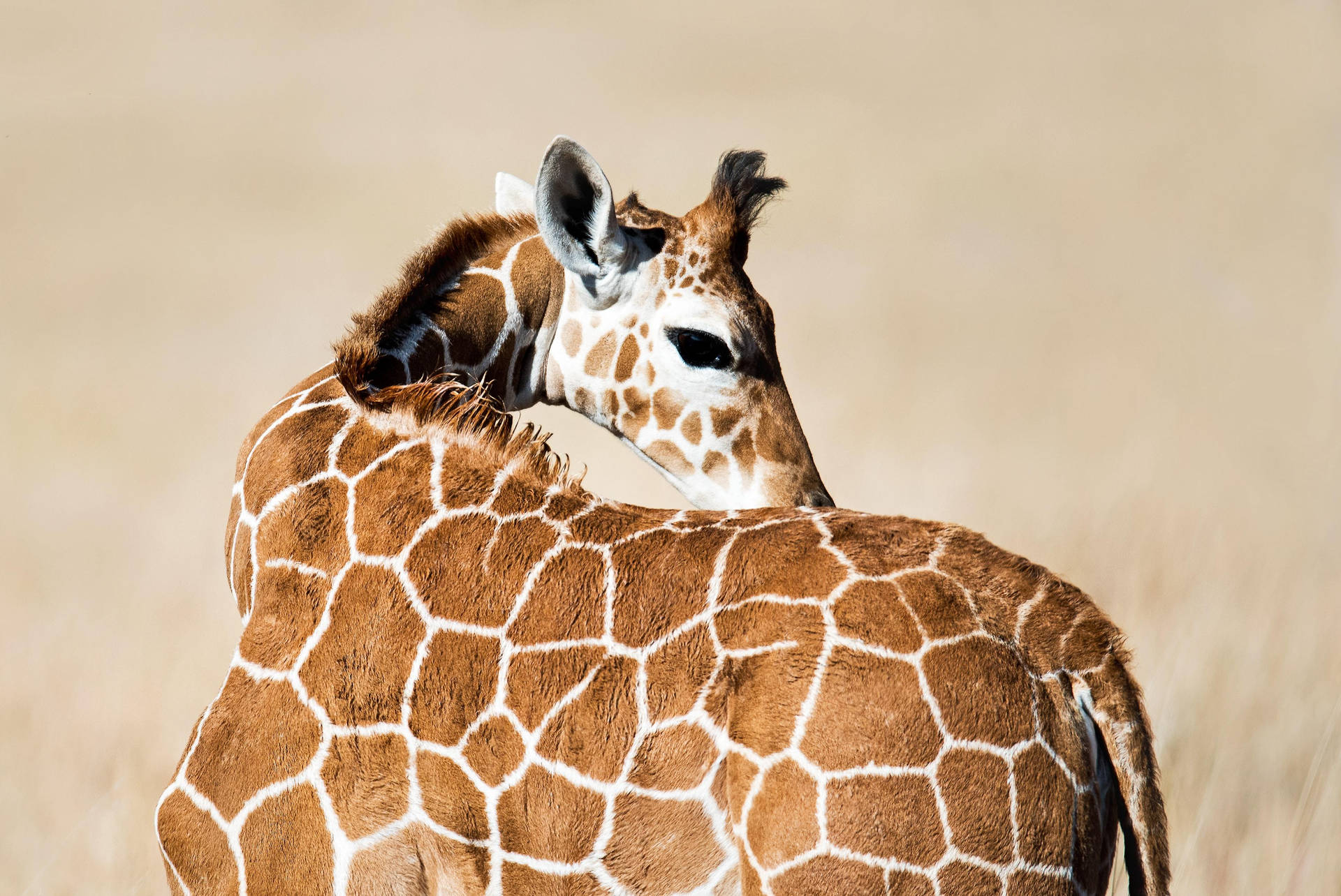 Baby Giraffe In Savannah Background