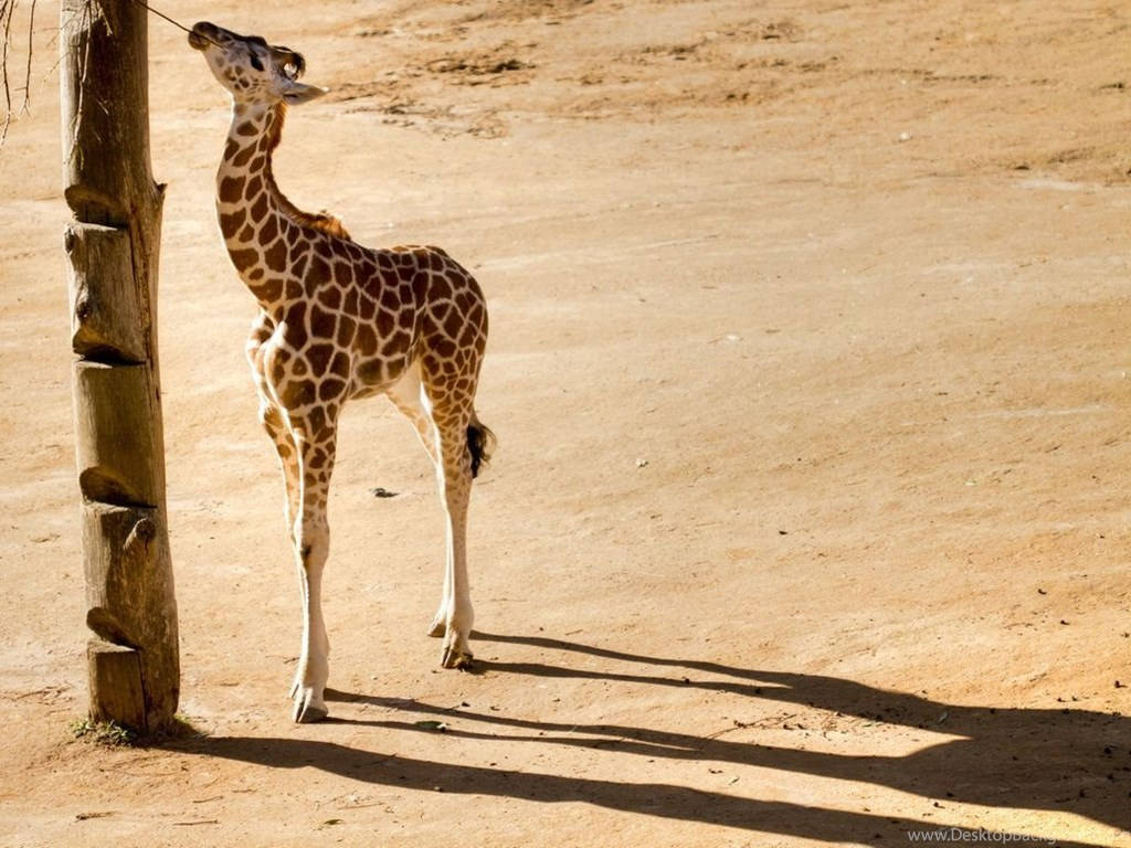 Baby Giraffe In The Desert Background