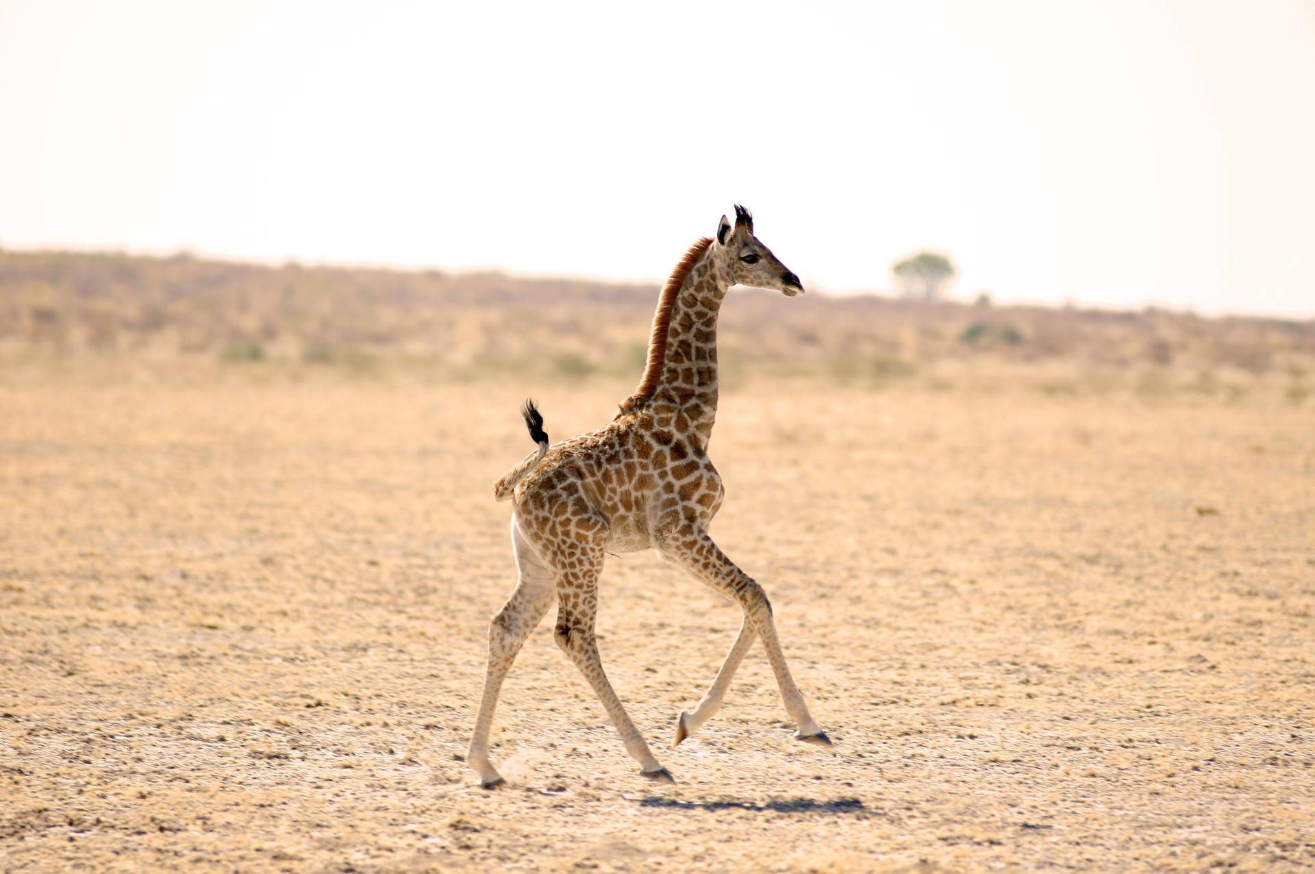 Baby Giraffe In The Field Background