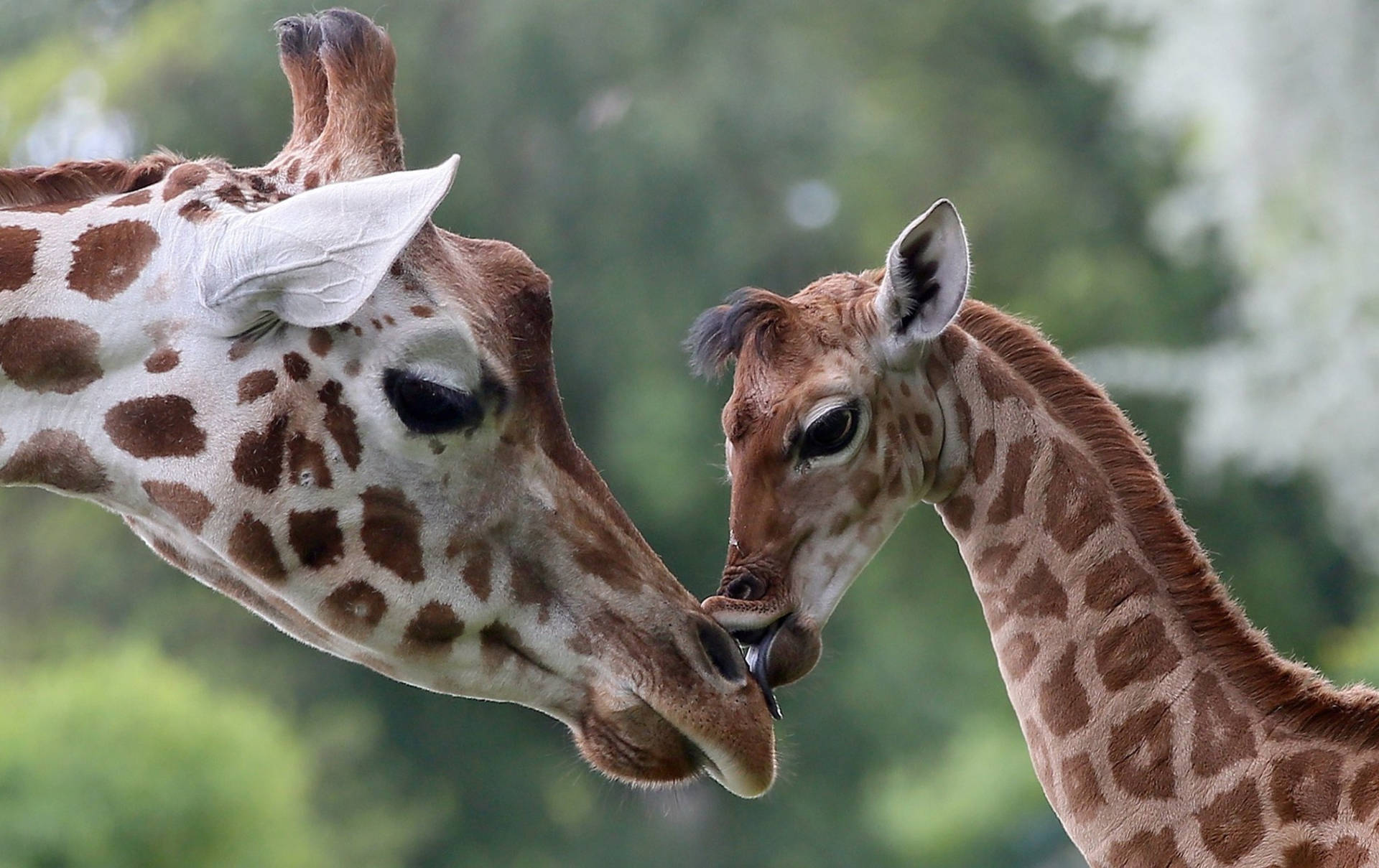 Baby Giraffe Kiss Background