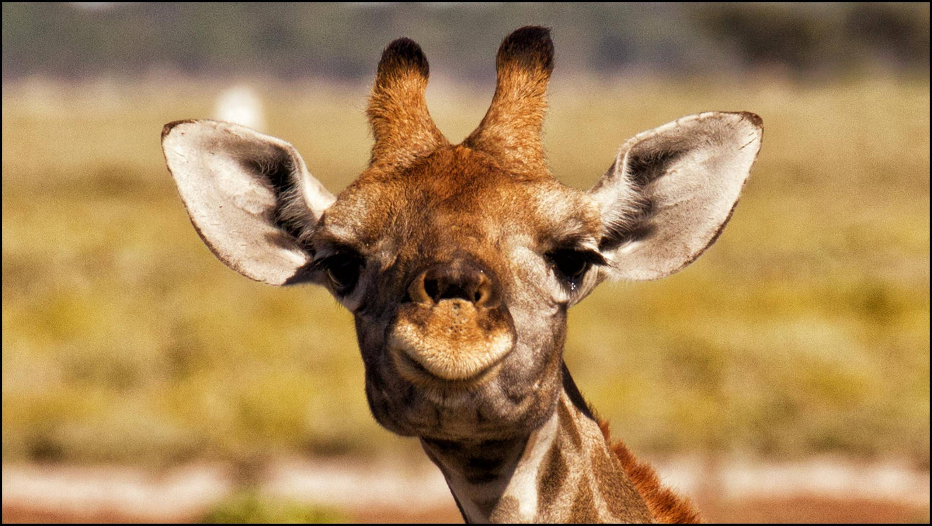 Baby Giraffe Long Ears Background