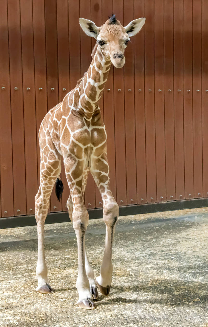 Baby Giraffe Long Legs Background