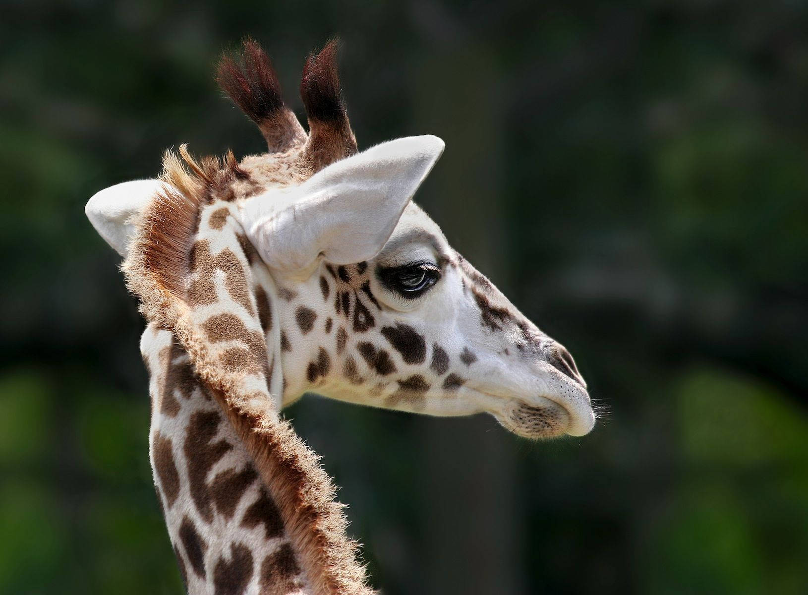 Baby Giraffe Long Reddish Hair Background