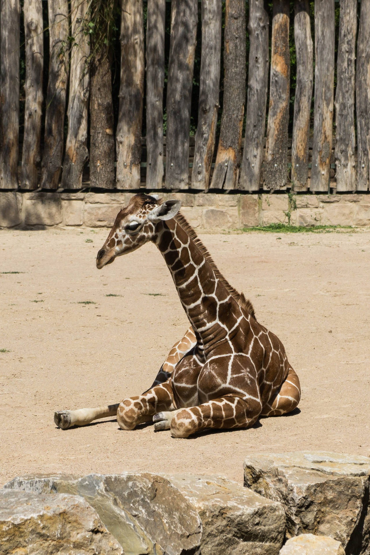Baby Giraffe On All Fours Background