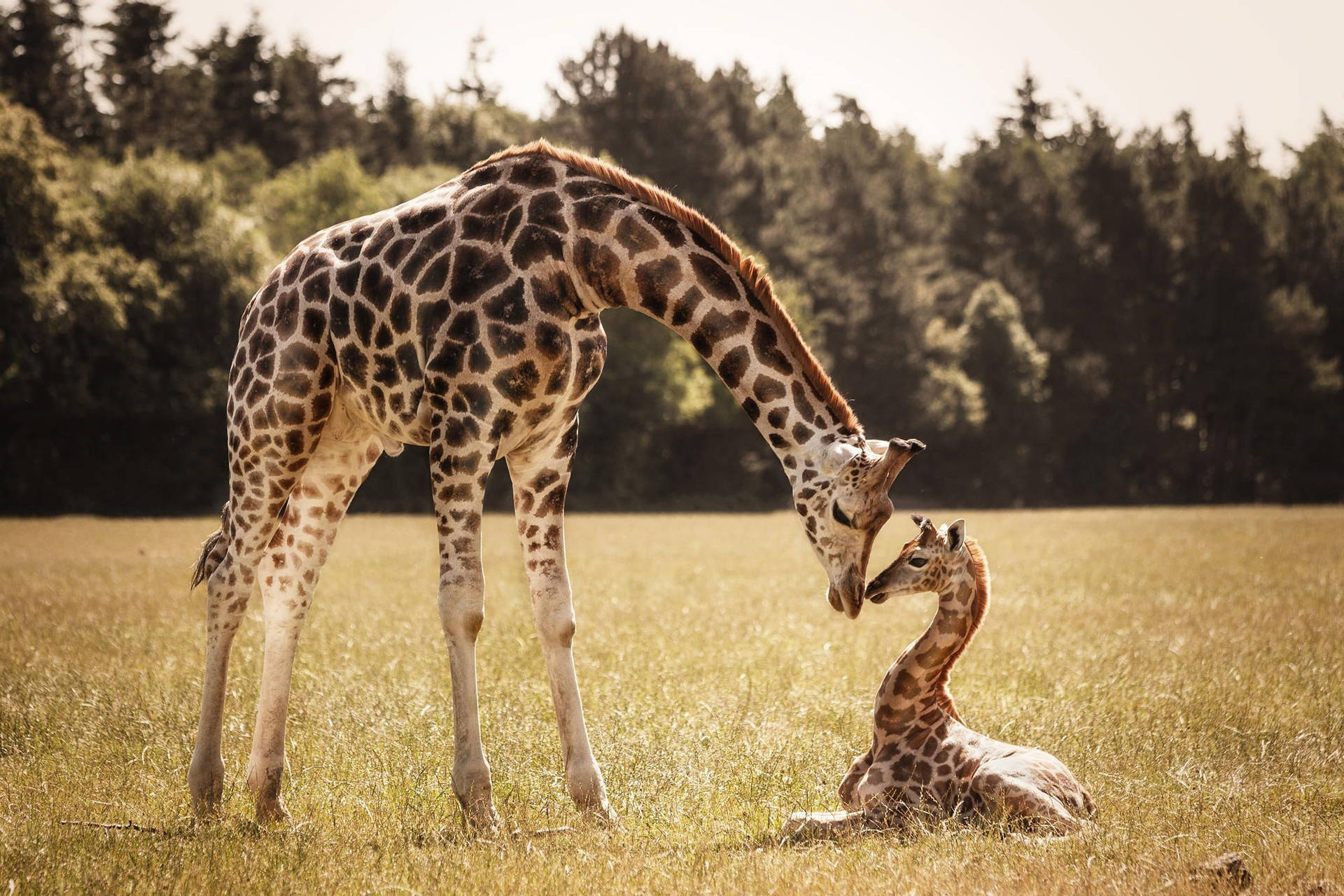 Baby Giraffe On Grassland Background