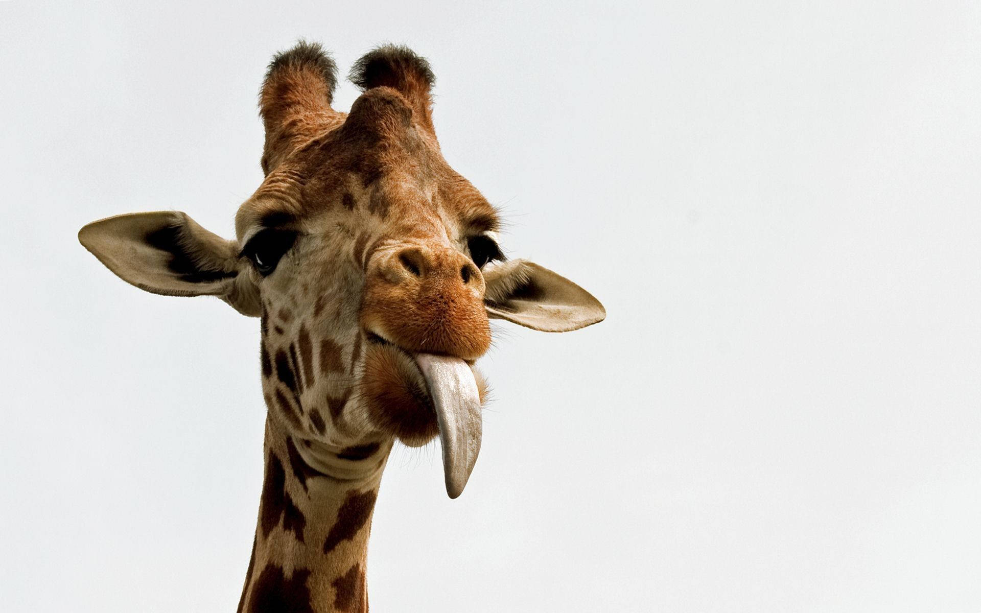 Baby Giraffe Tongue Out Background