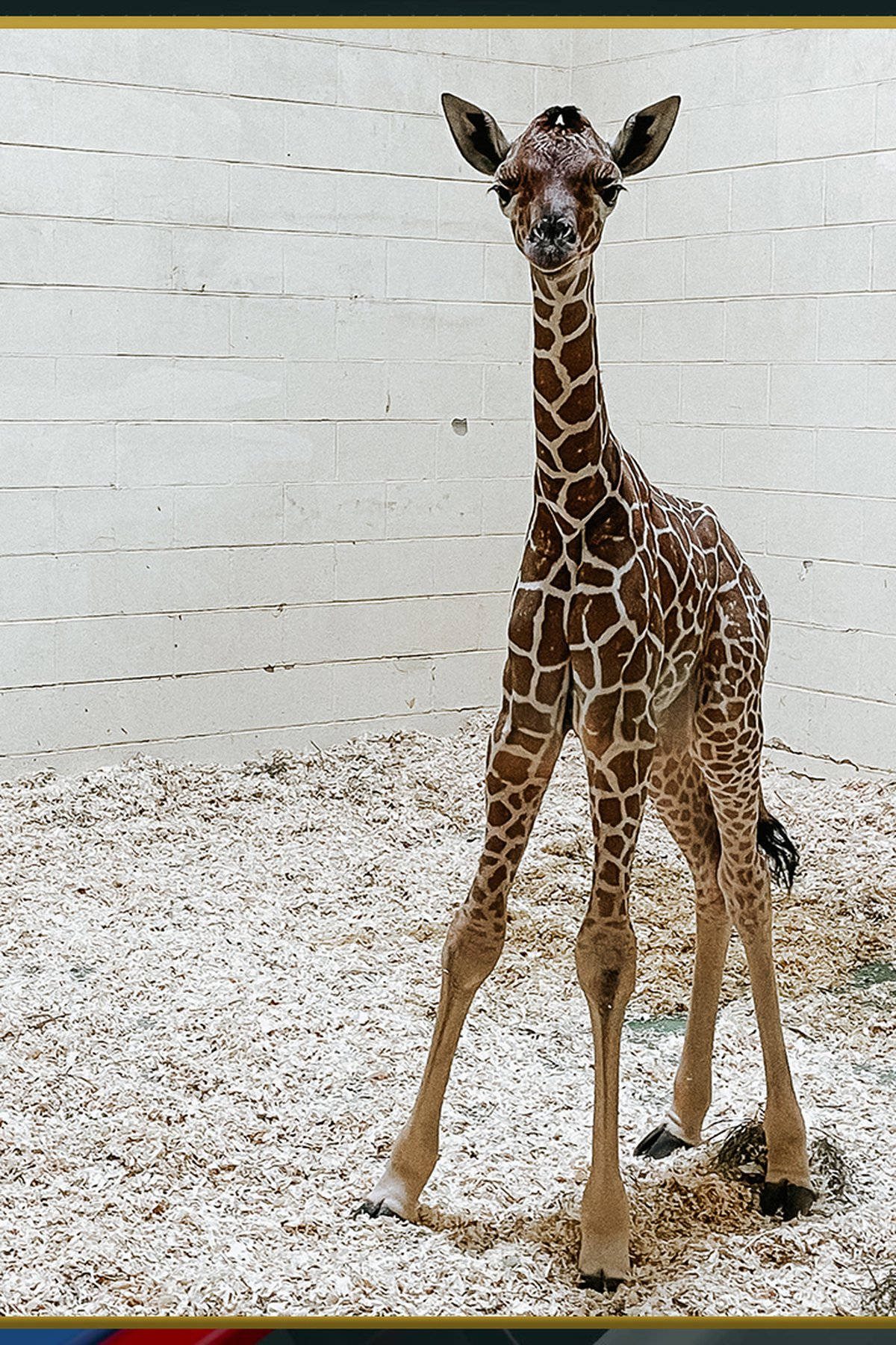 Baby Giraffe With Long Legs Background