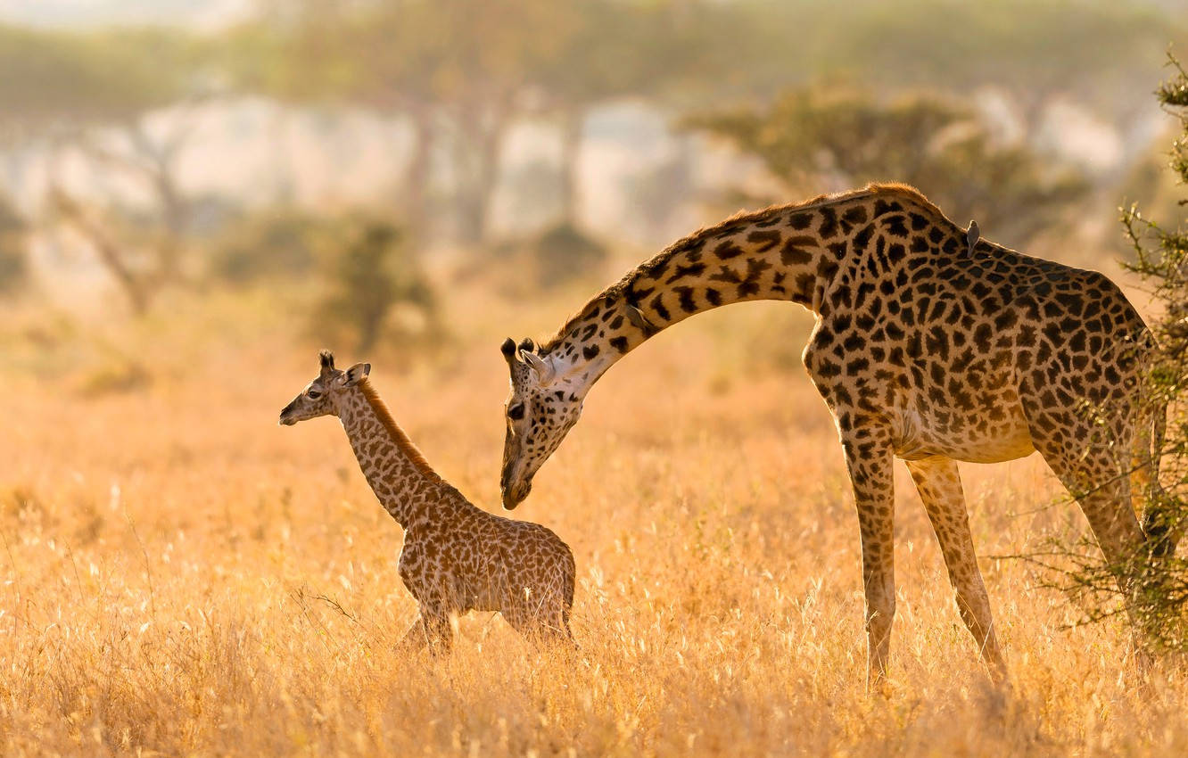 Baby Giraffe With Mother Behind
