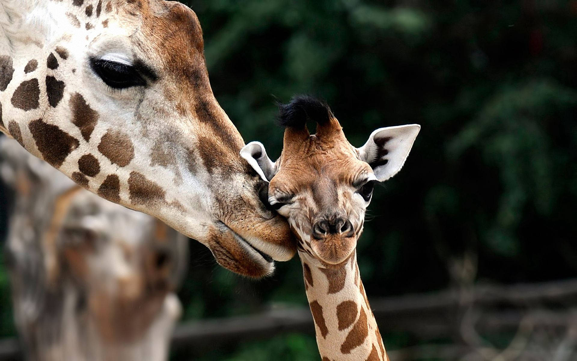 Baby Giraffe With Mum Poster Background