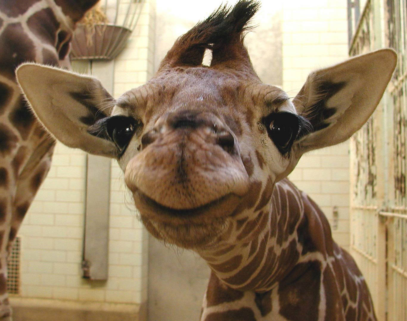 Baby Giraffe With Short Horns Background