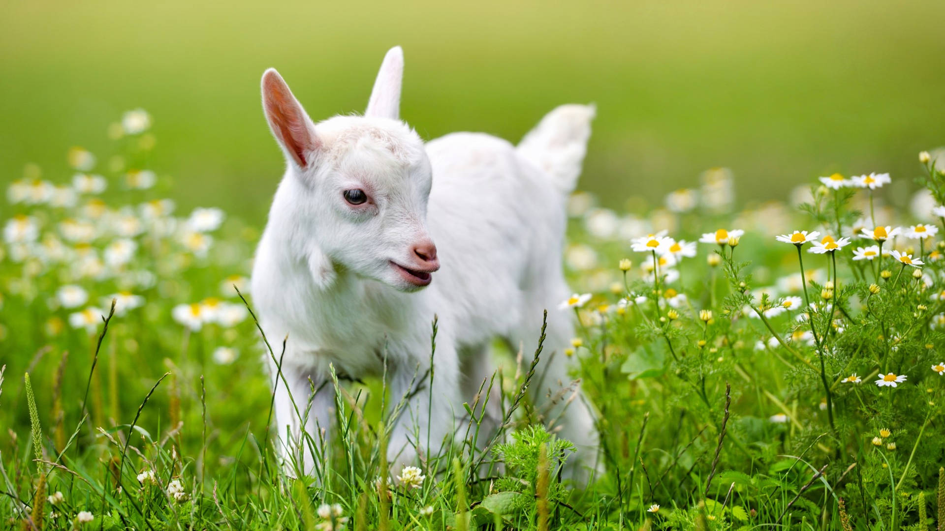 Baby Goat Among White Flowers Background