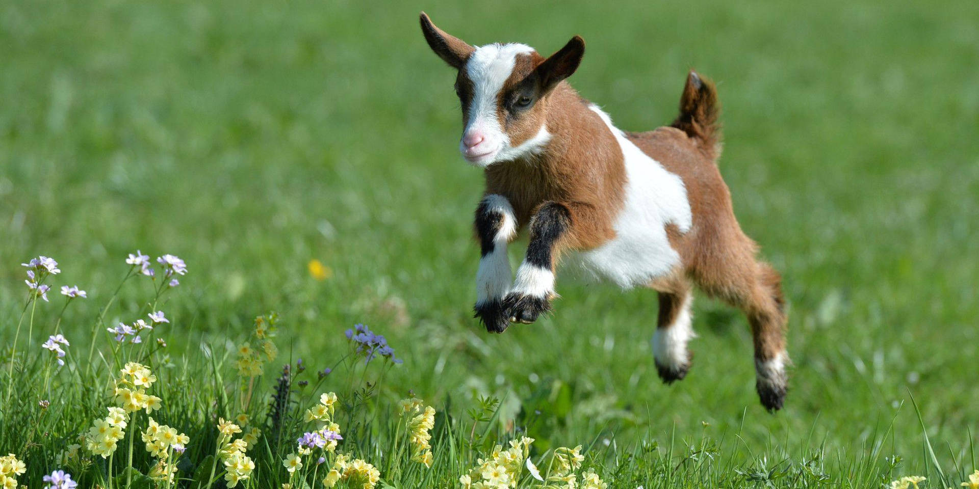 Baby Goat Grazing On Lush Grassland