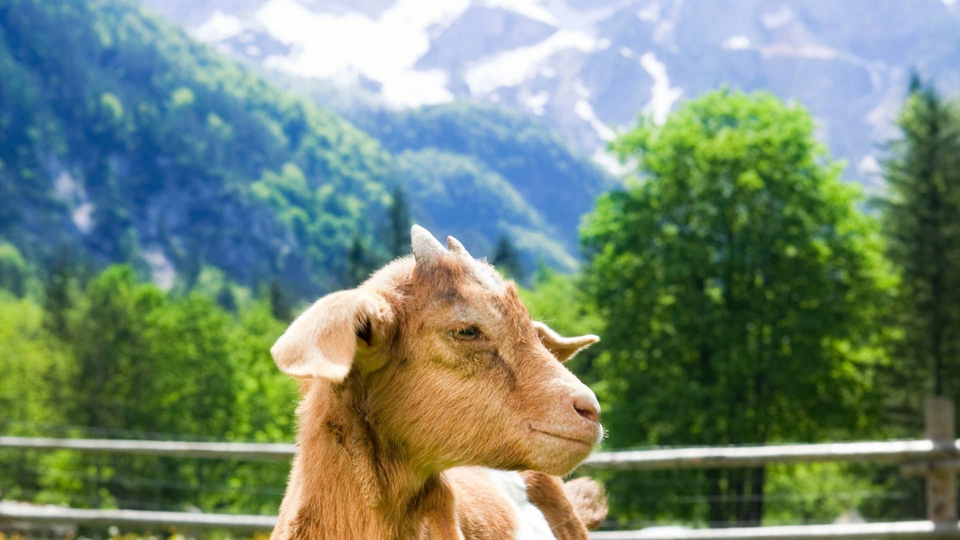 Baby Goat In Front Of Swiss Mountains Background