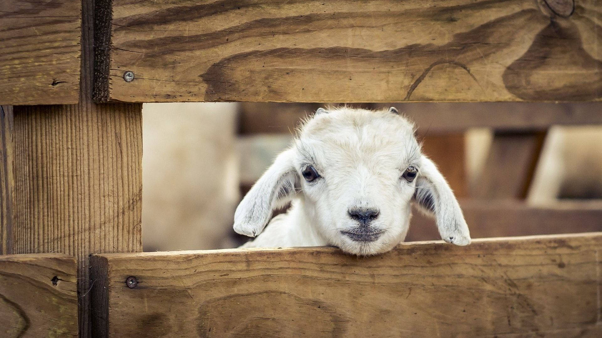 Baby Goat In Wooden Cage Background
