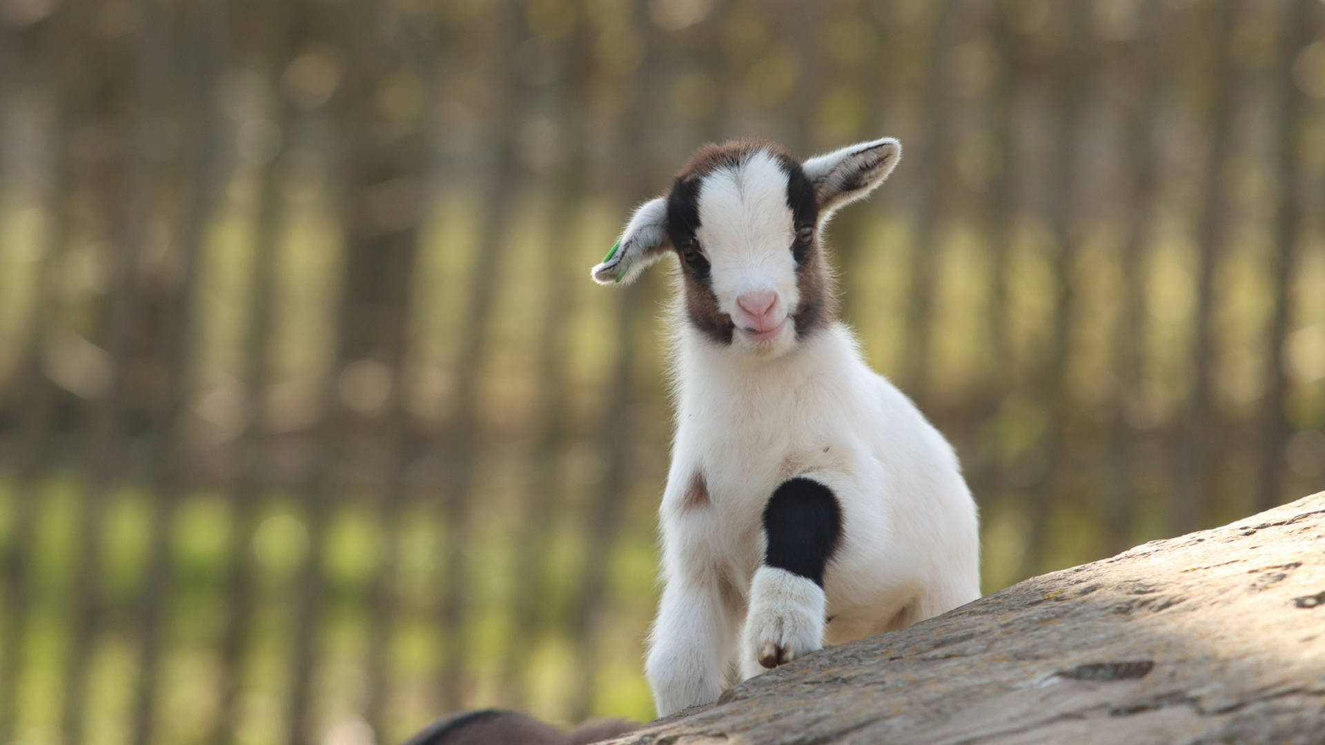 Baby Goat Posing On Top Of Rock Background