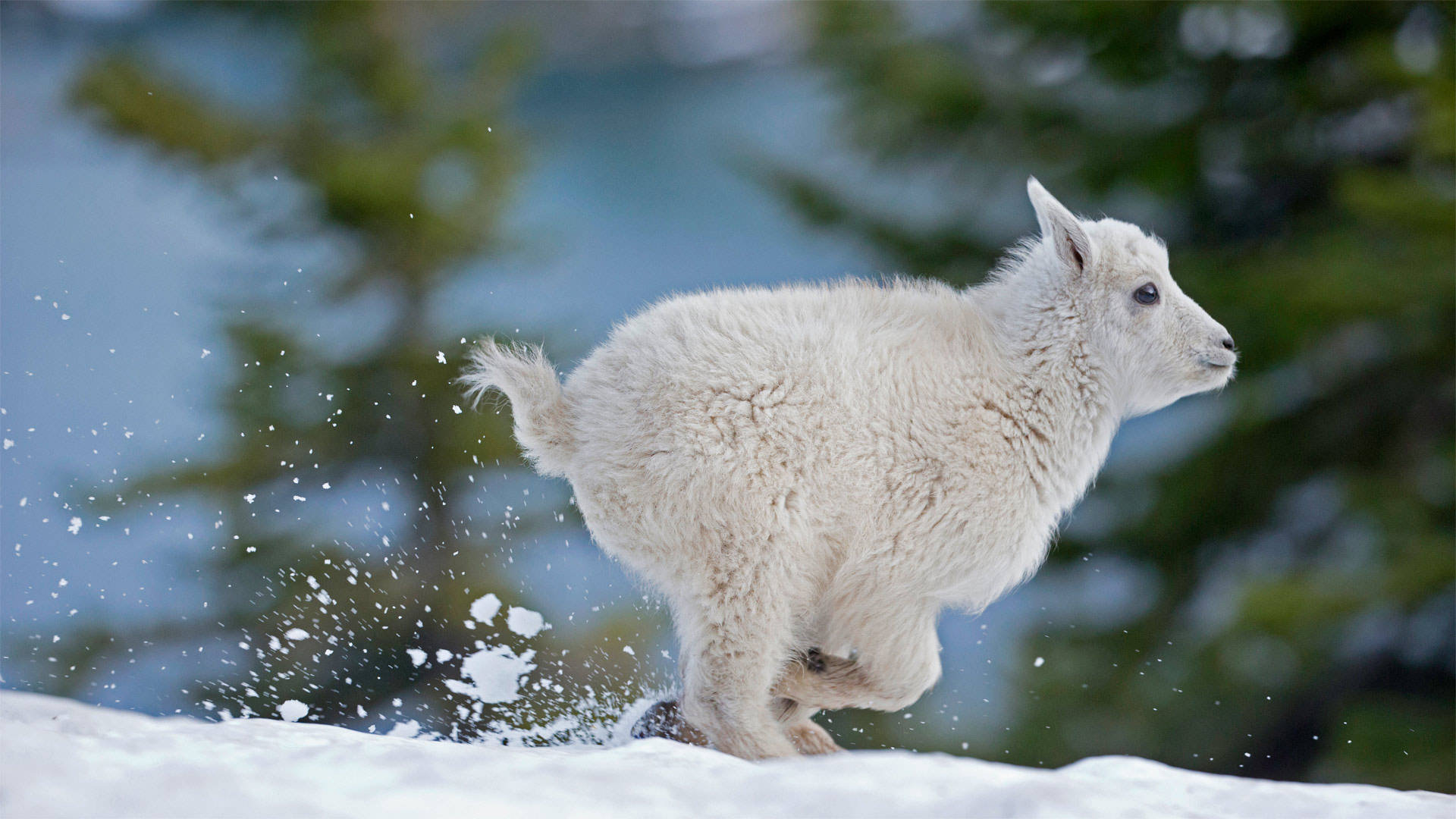 Baby Goat Running On Patch Of Snow Background