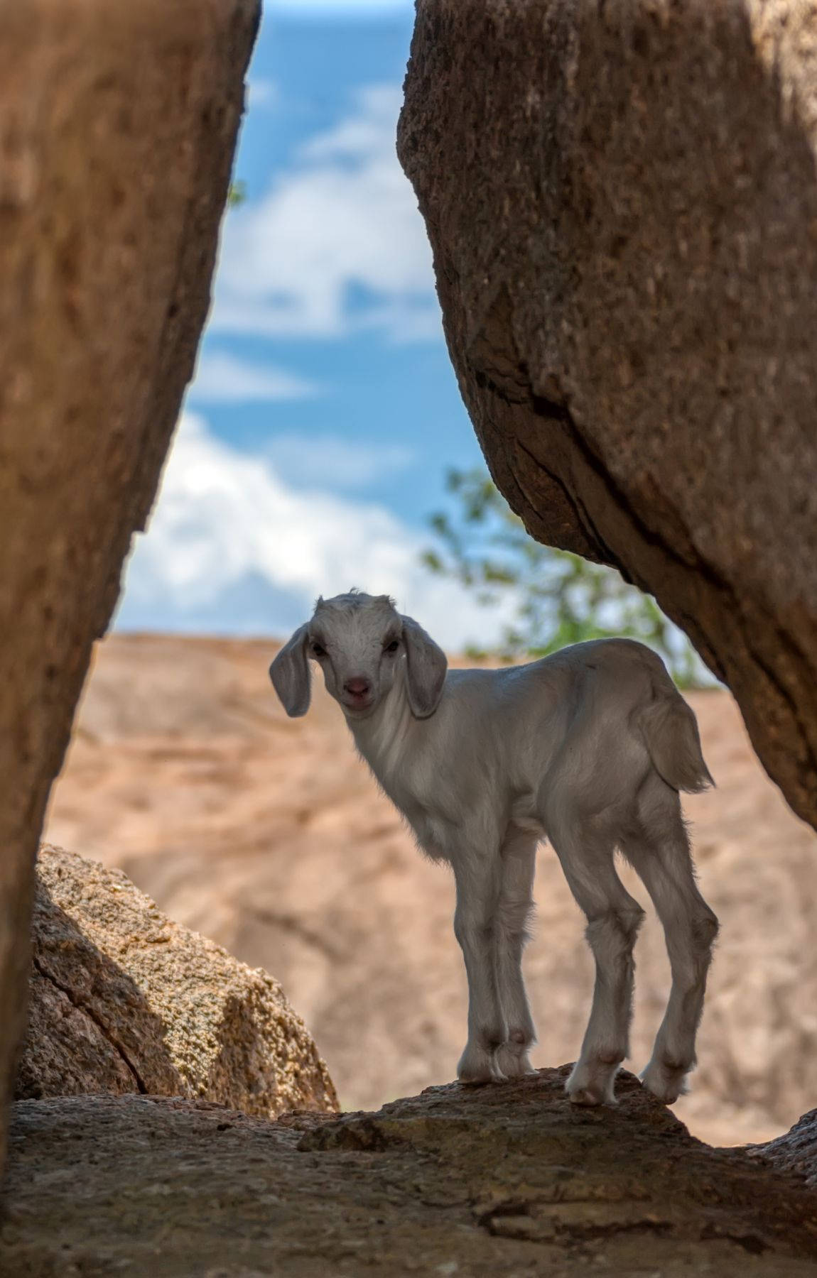 Baby Goat Standing Between Rock Formations Background