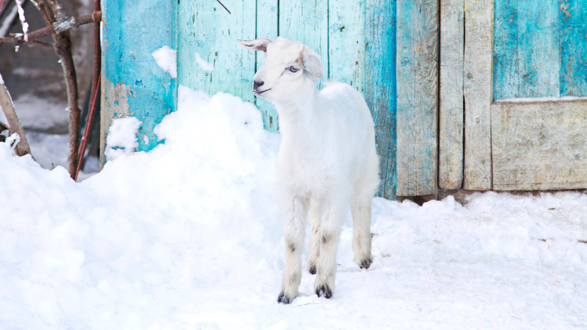 Baby Goat Standing On Snow Background