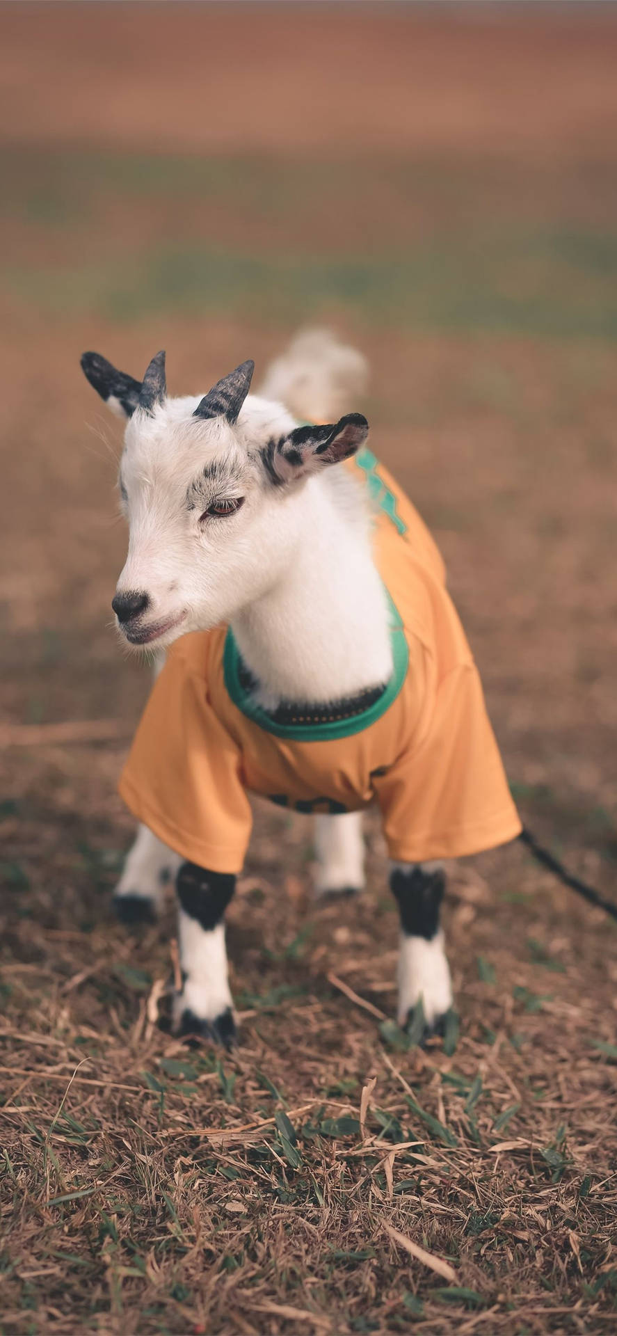 Baby Goat Wearing A Shirt Background