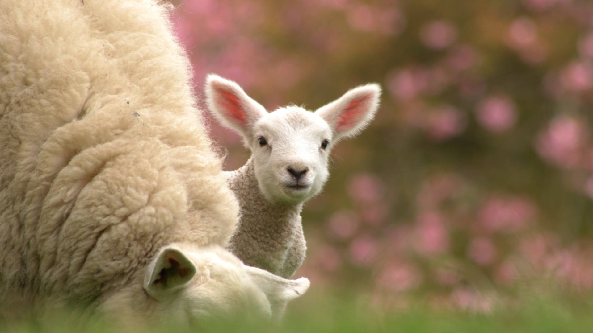 Baby Goat With Big Sheep Background