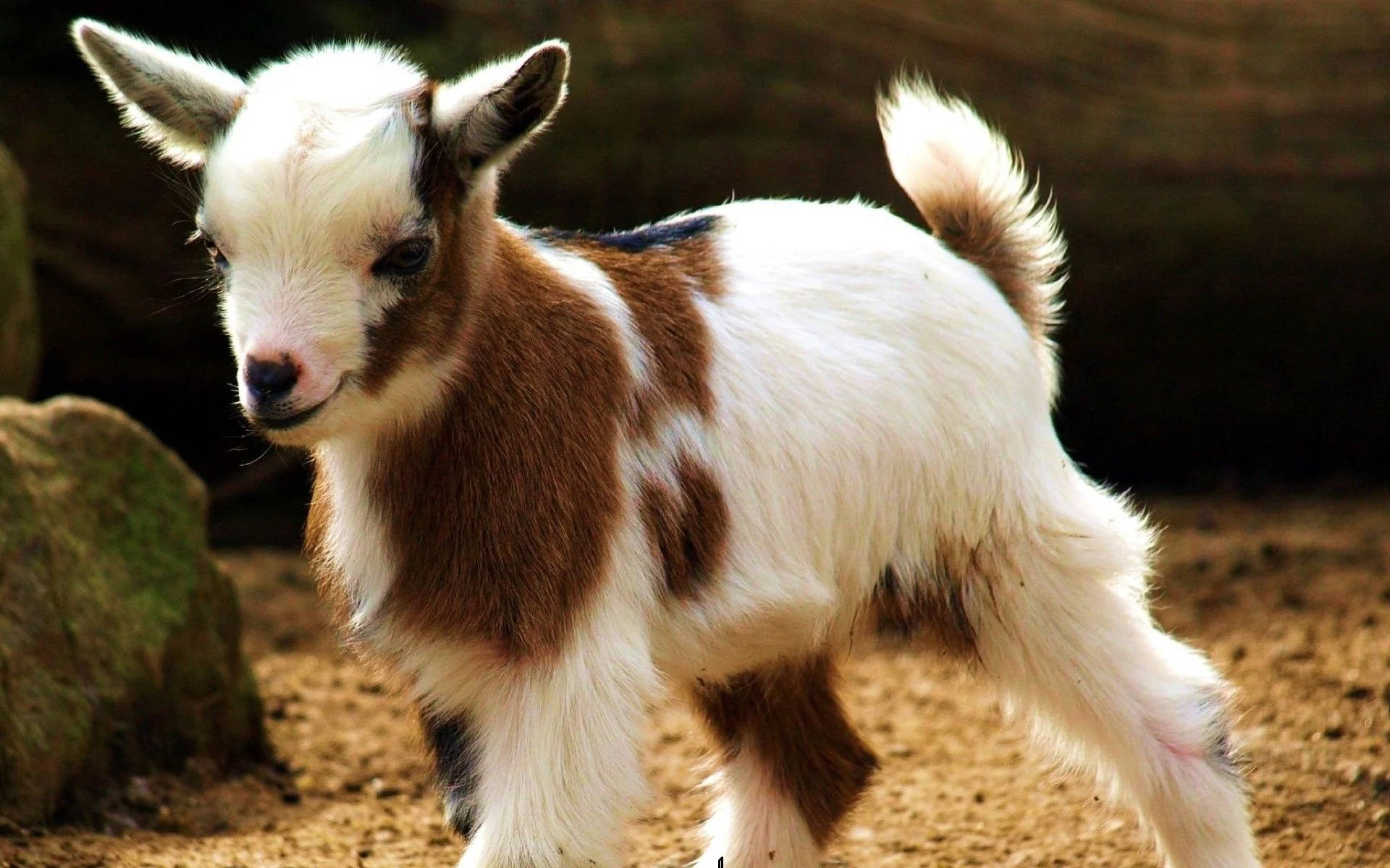 Baby Goat With Brown Markings Background