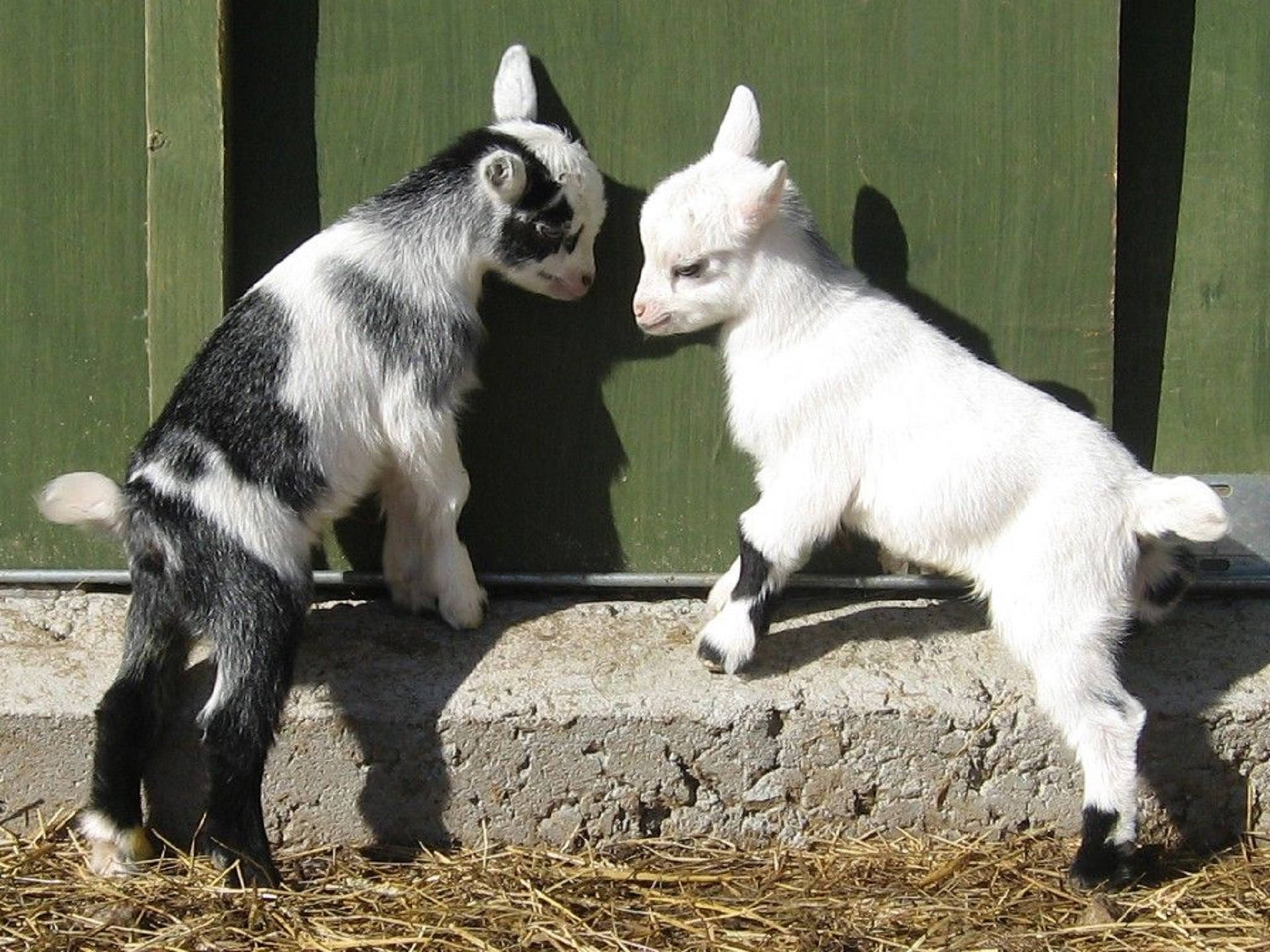 Baby Goats In Barn Background