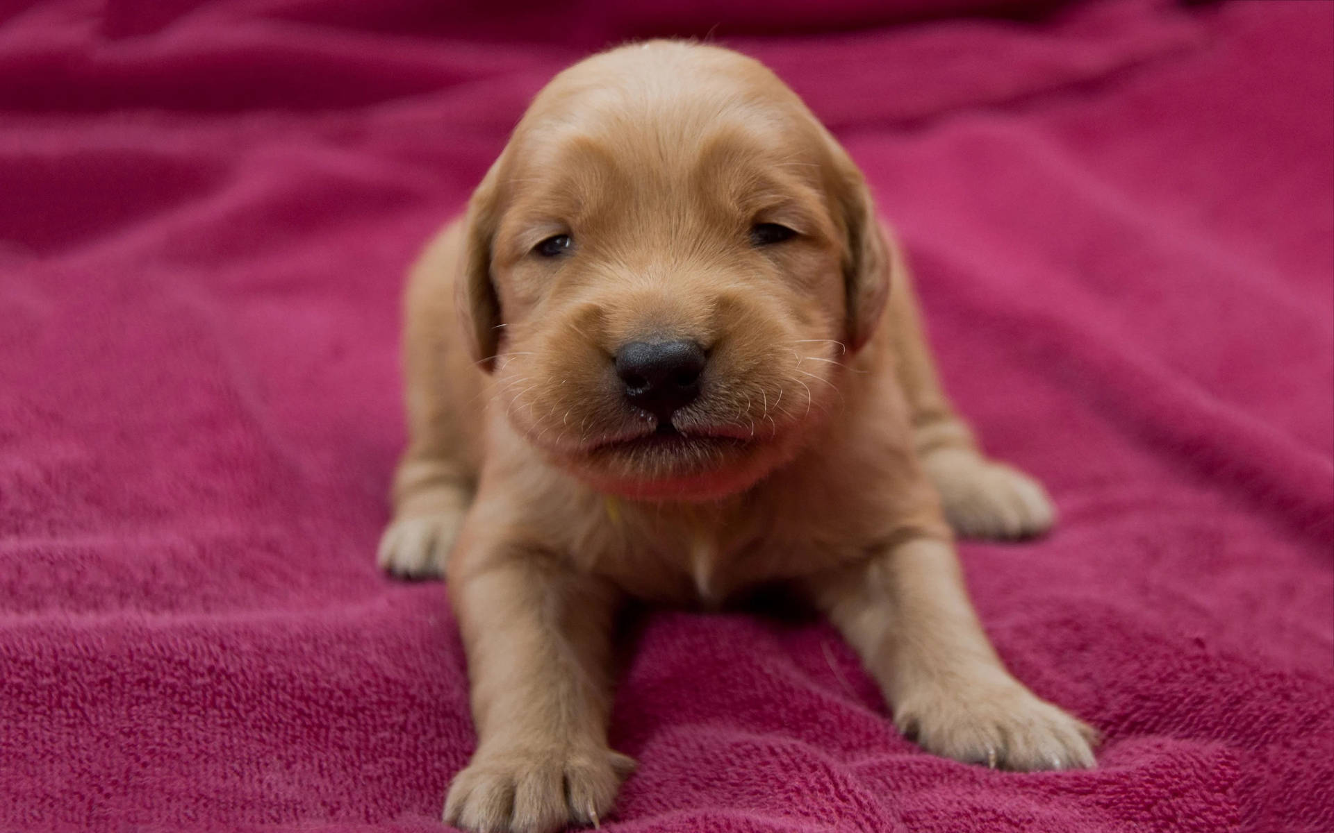 Baby Golden Retriever Puppy Background