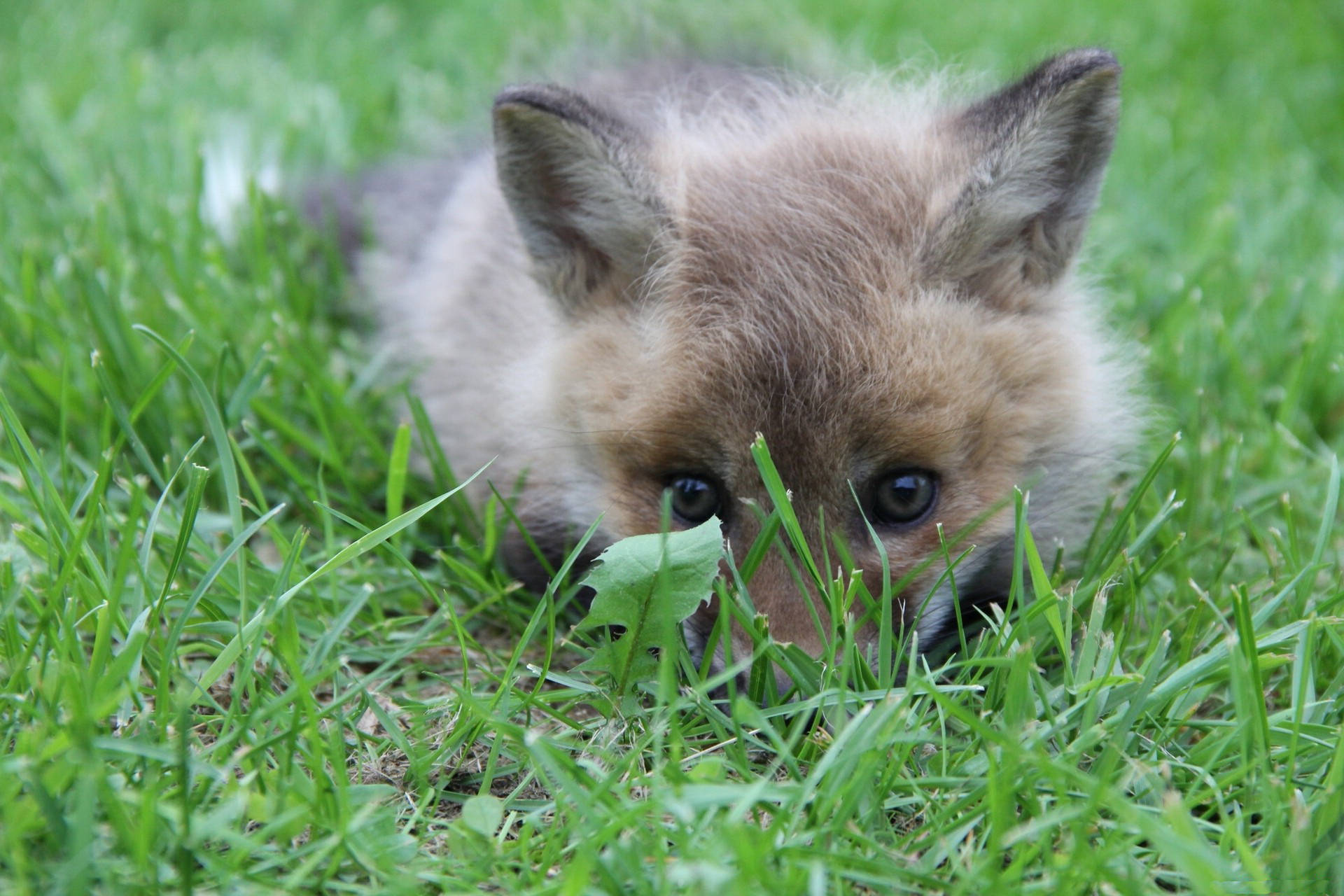 Baby Gray Cute Kawaii Fox Background