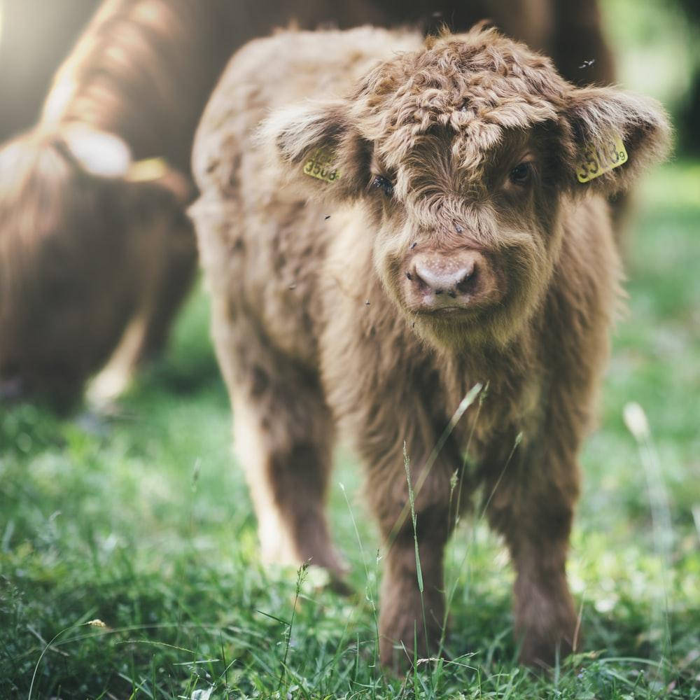 Baby Highland Cow Background