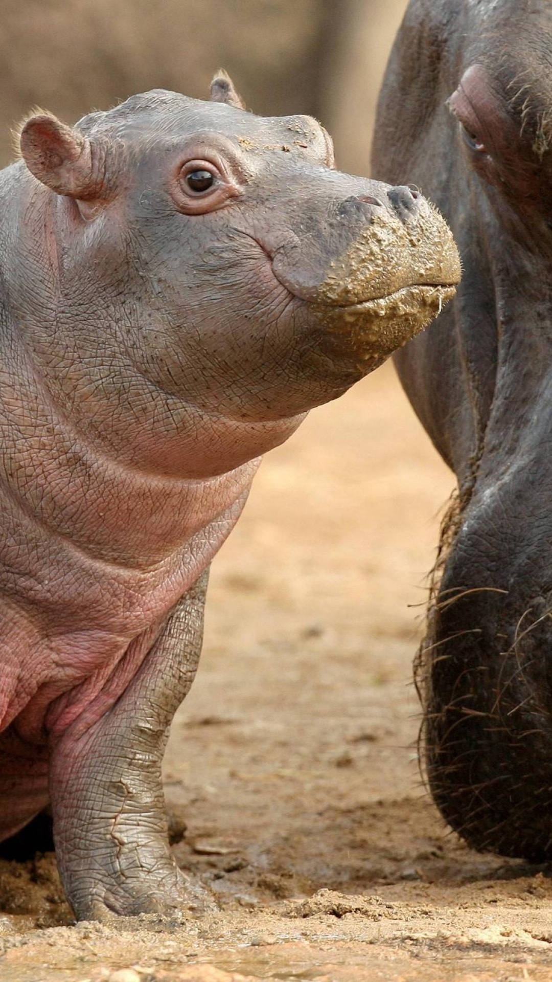 Baby Hippopotamus Beady Eyes Background