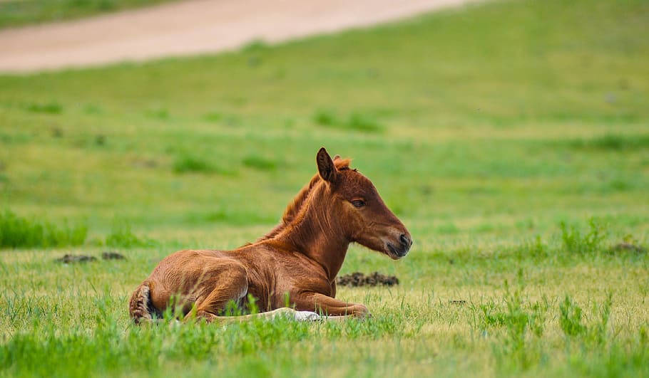 Baby Horse Of The Mongolias Background