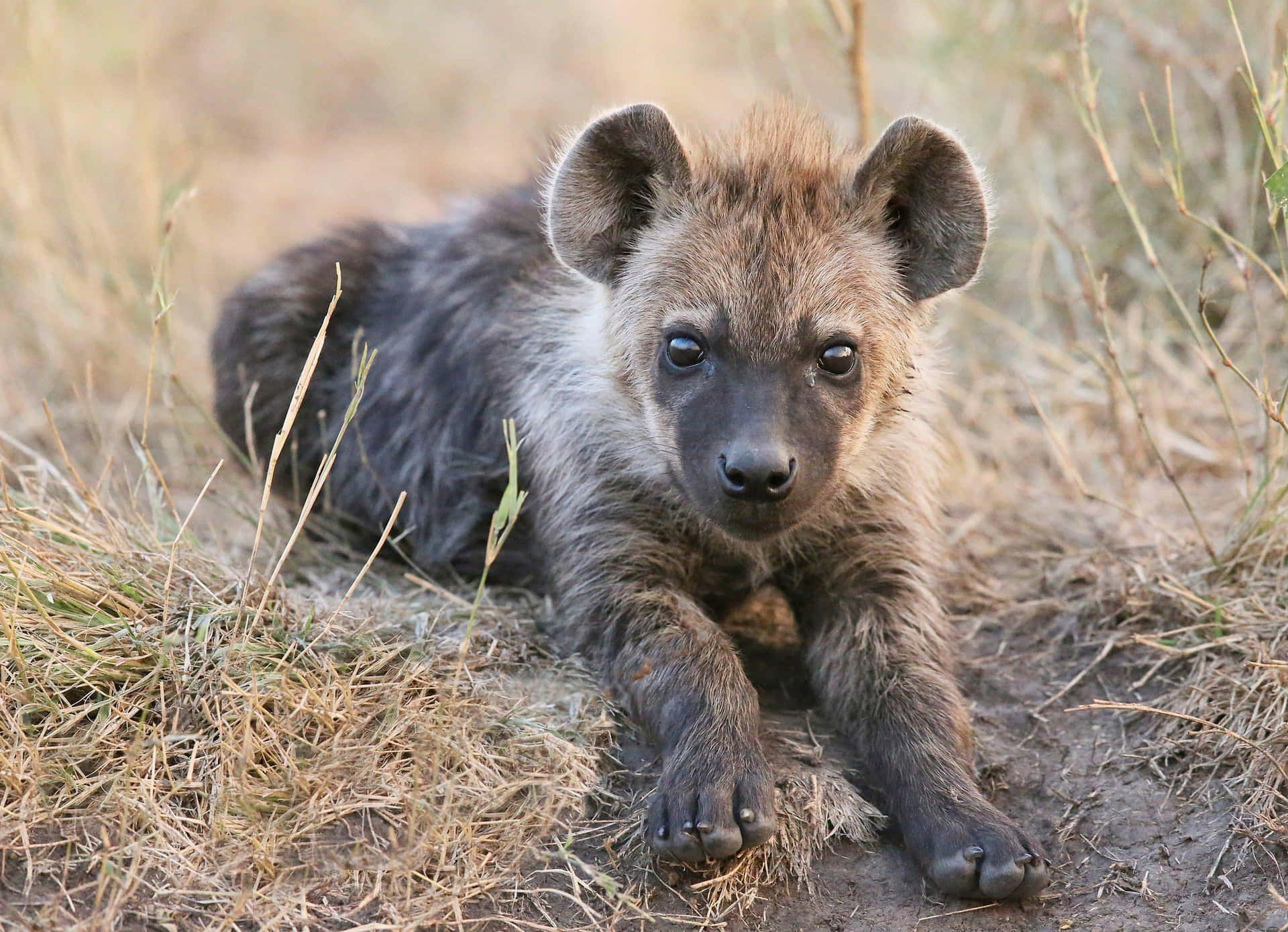 Baby Hyena Restingin Grass.jpg Background