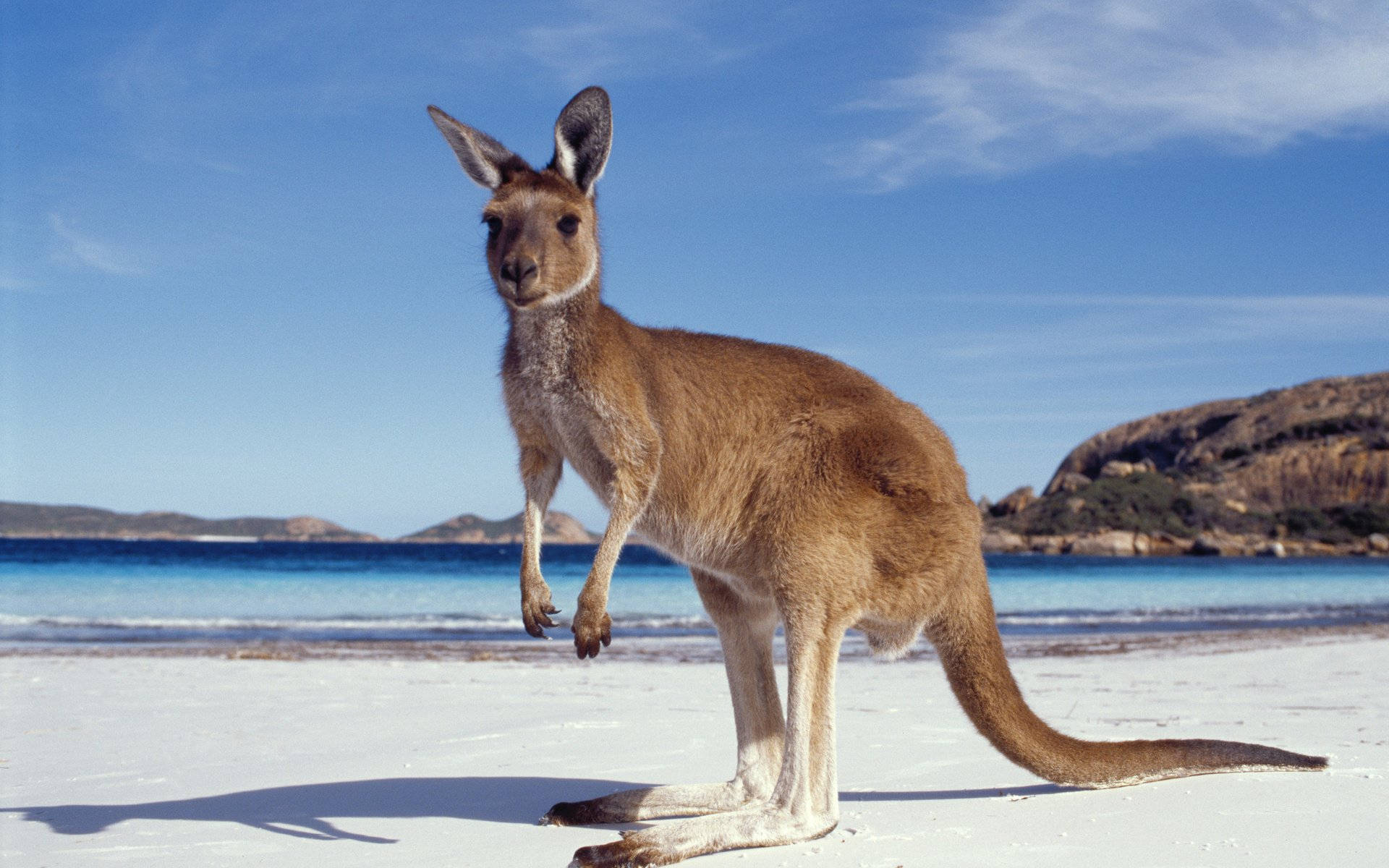 Baby Kangaroo At The Seashore Background