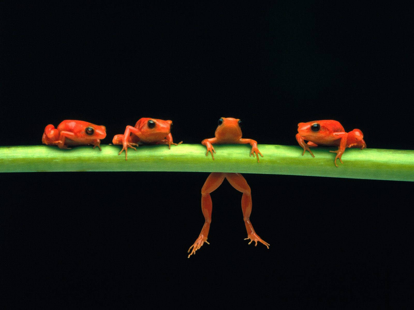 Baby Kawaii Frogs