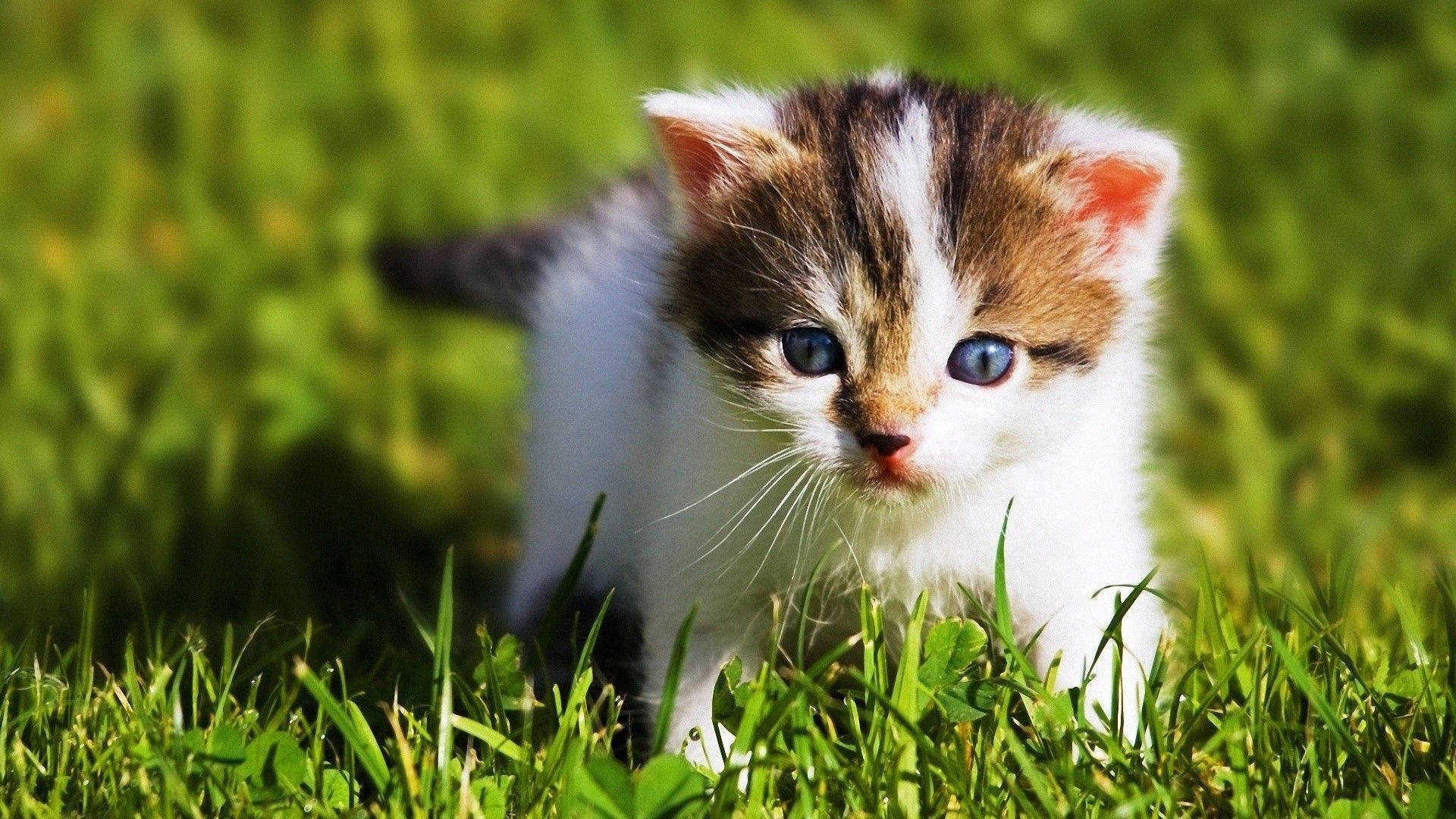 Baby Kitten Animal Playing In Grass Background