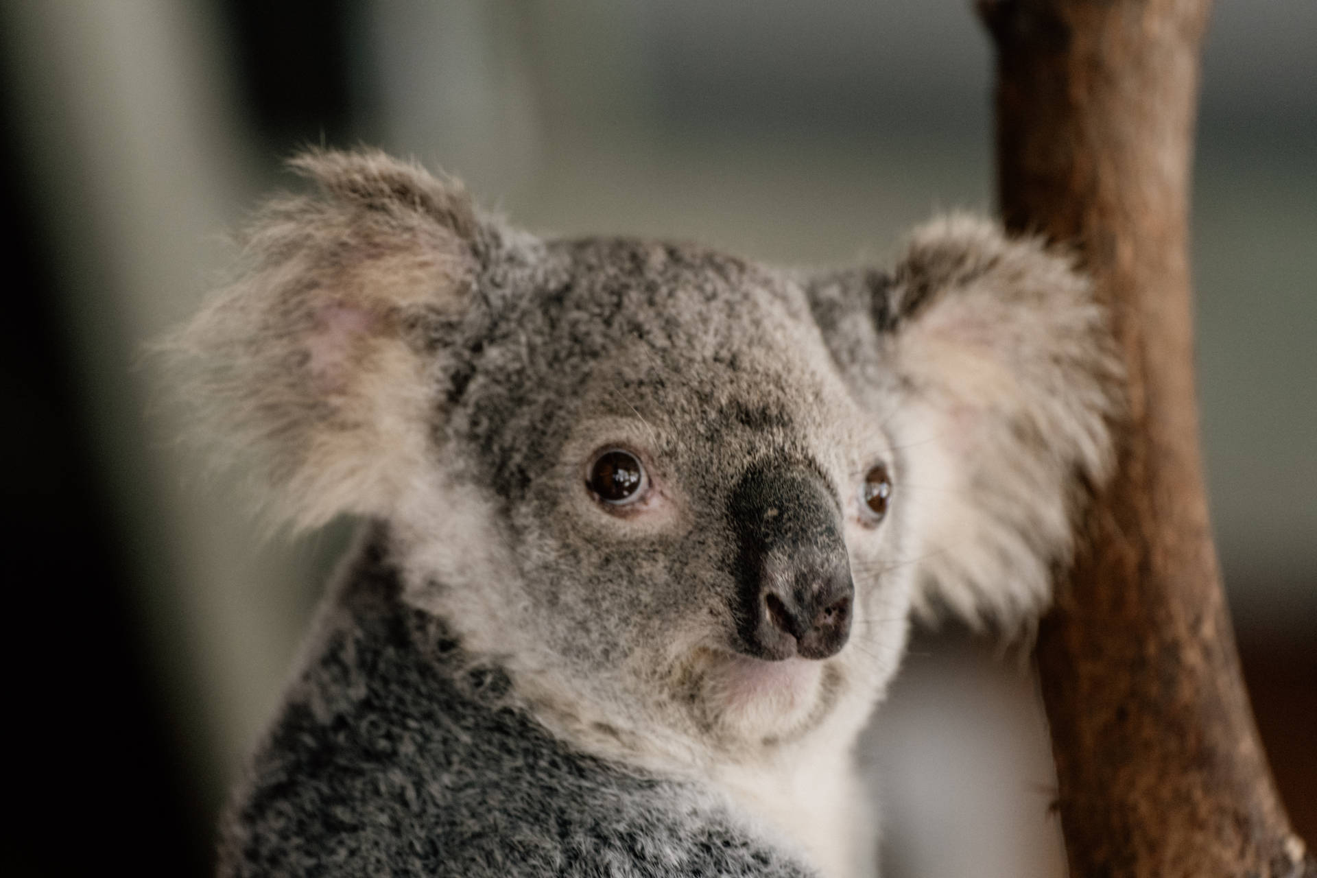 Baby Koala Bear Background