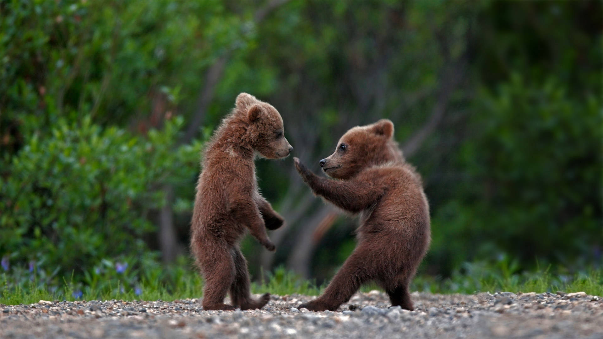 Baby Kodiak Bears Background