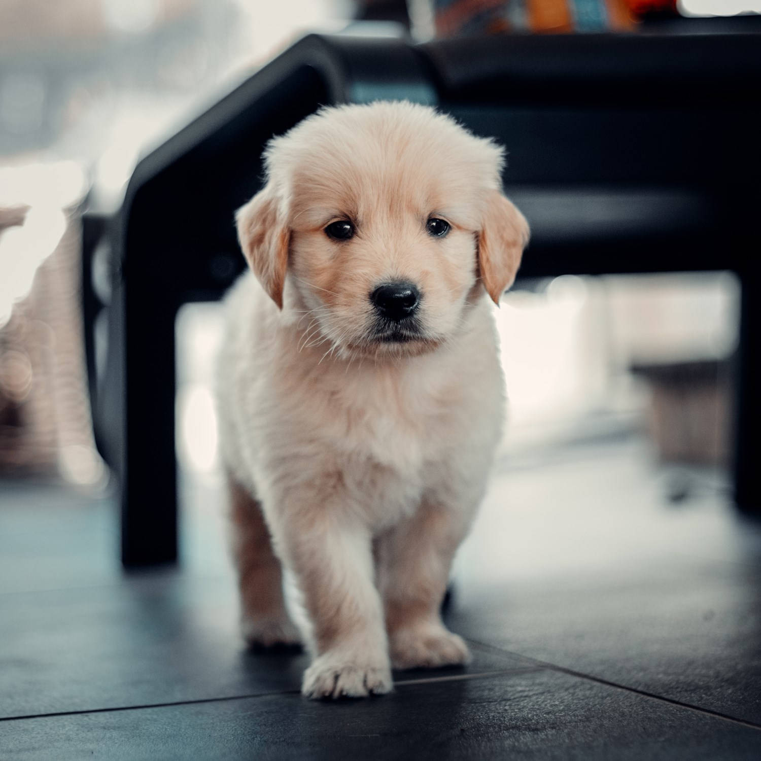 Baby Labrador Dog Walking Background