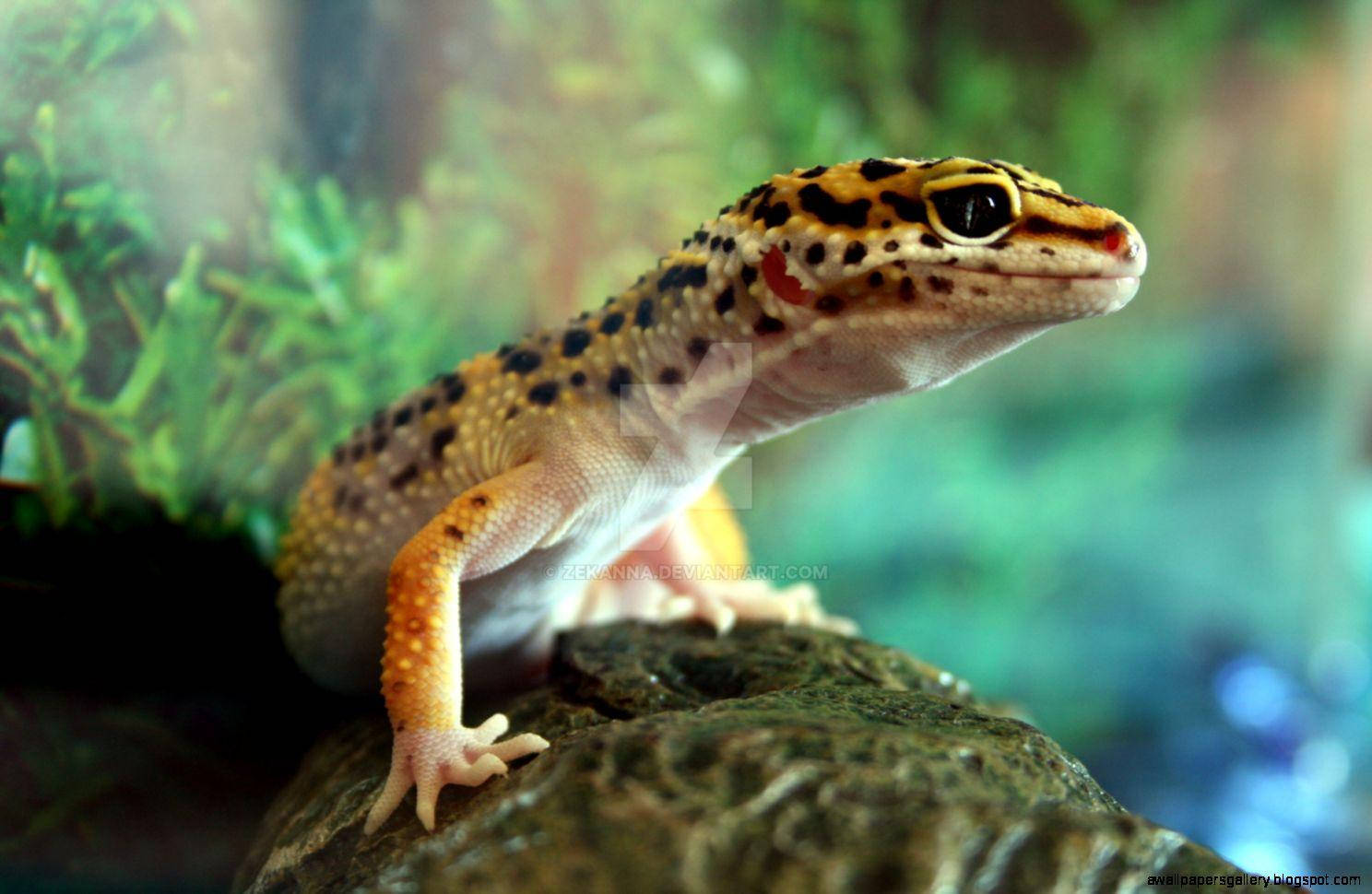 Baby Leopard Gecko On Aquarium Background