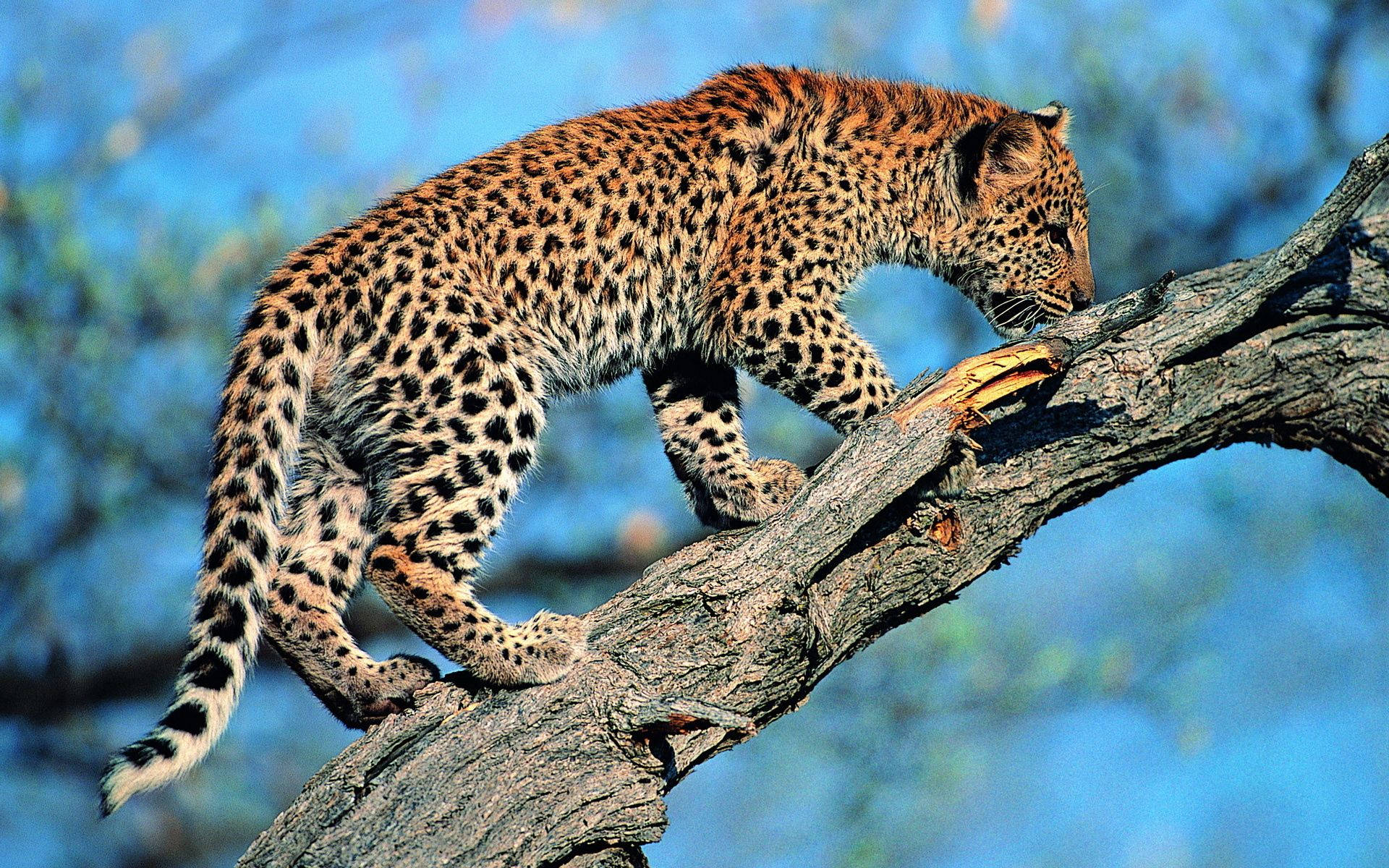 Baby Leopard On Tree Background