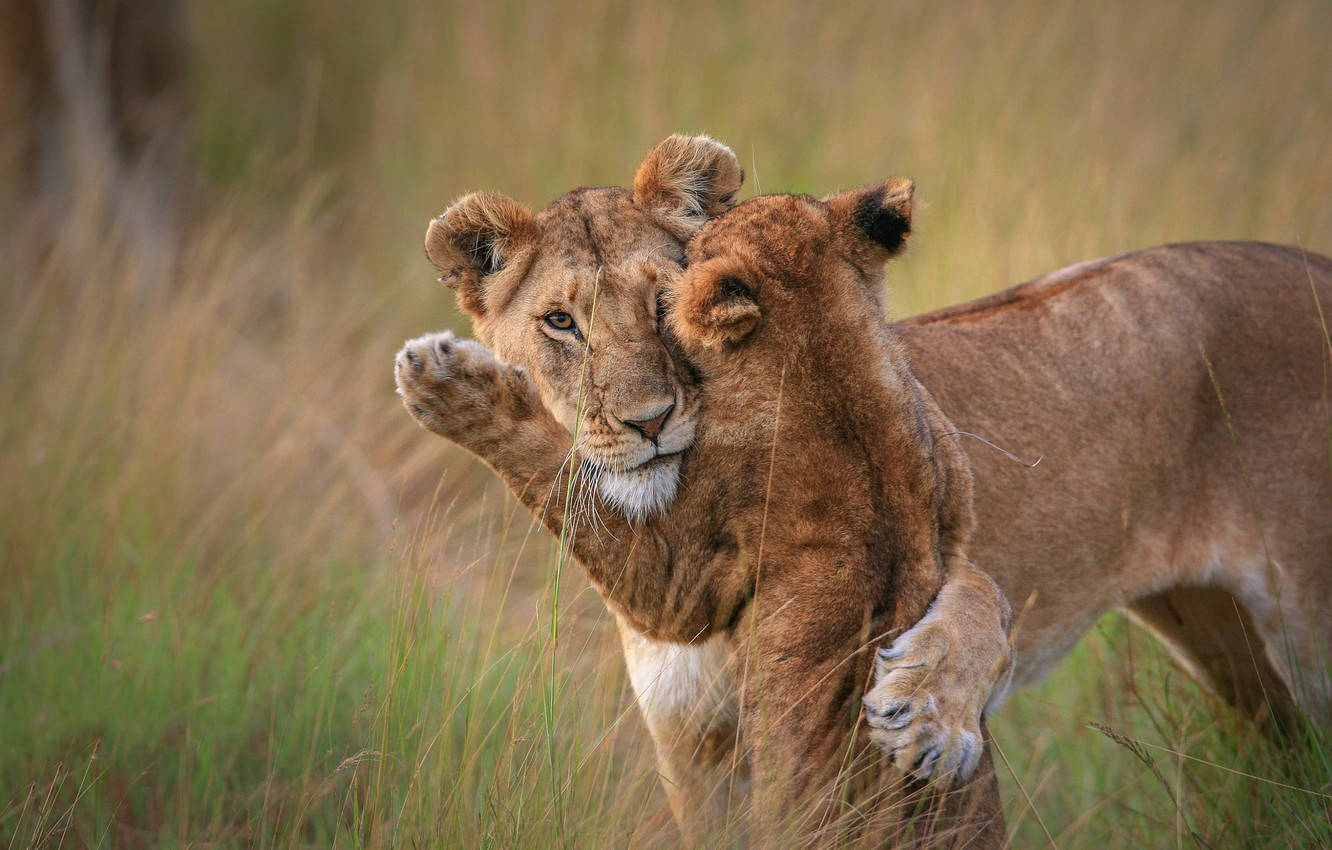 Baby Lion And Lioness Playing