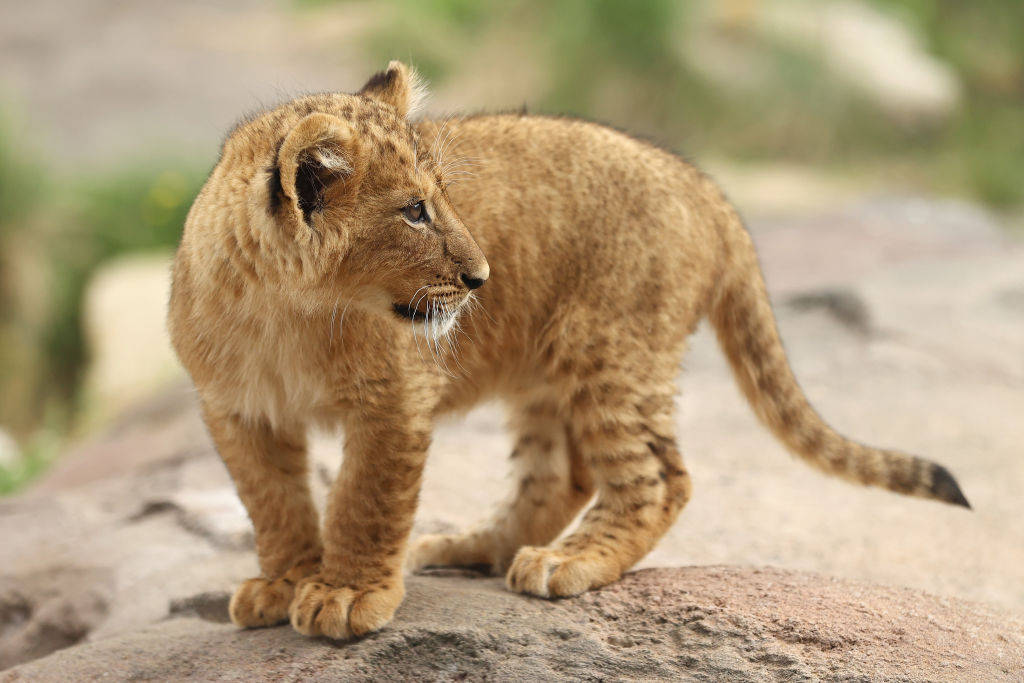 Baby Lion Cub