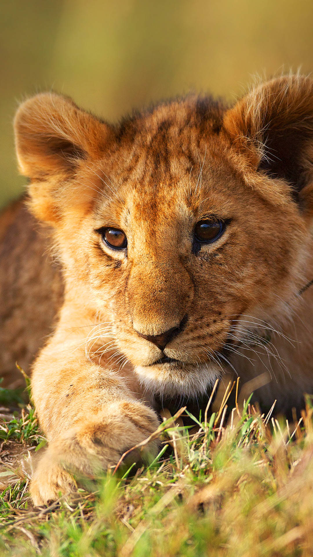 Baby Lion In The Daylight