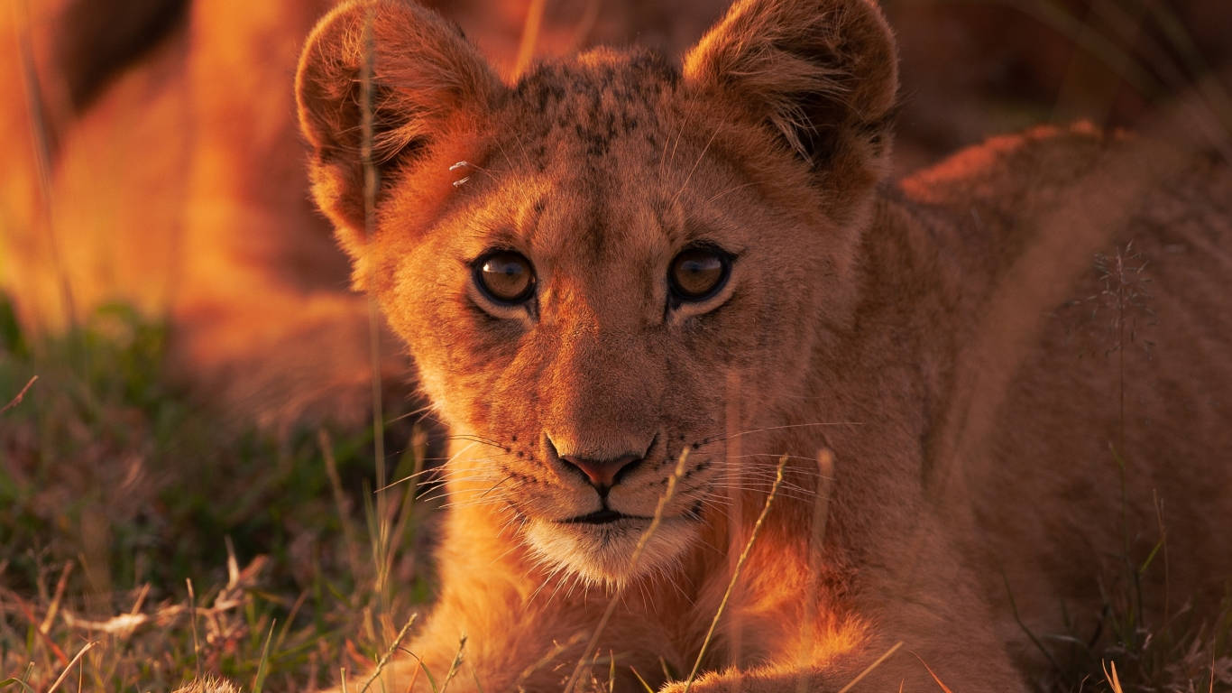 Baby Lion In The Sunset Background