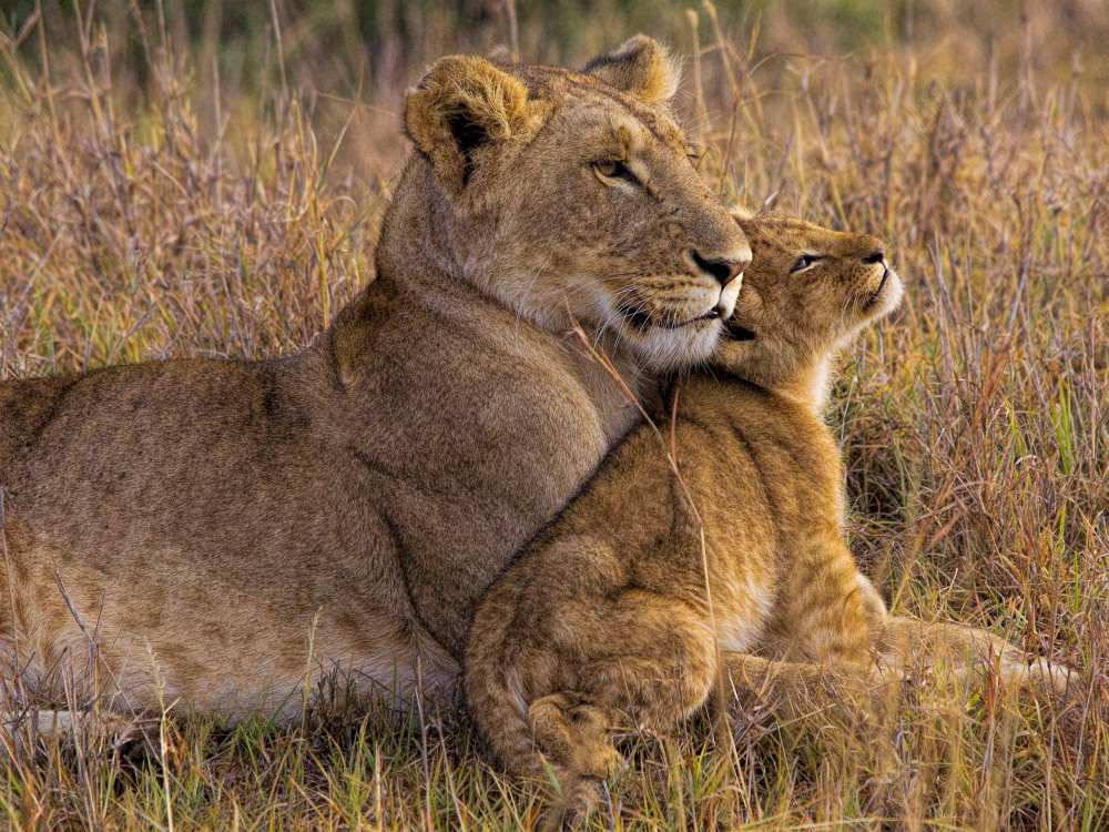 Baby Lion Leaning On Lioness Background