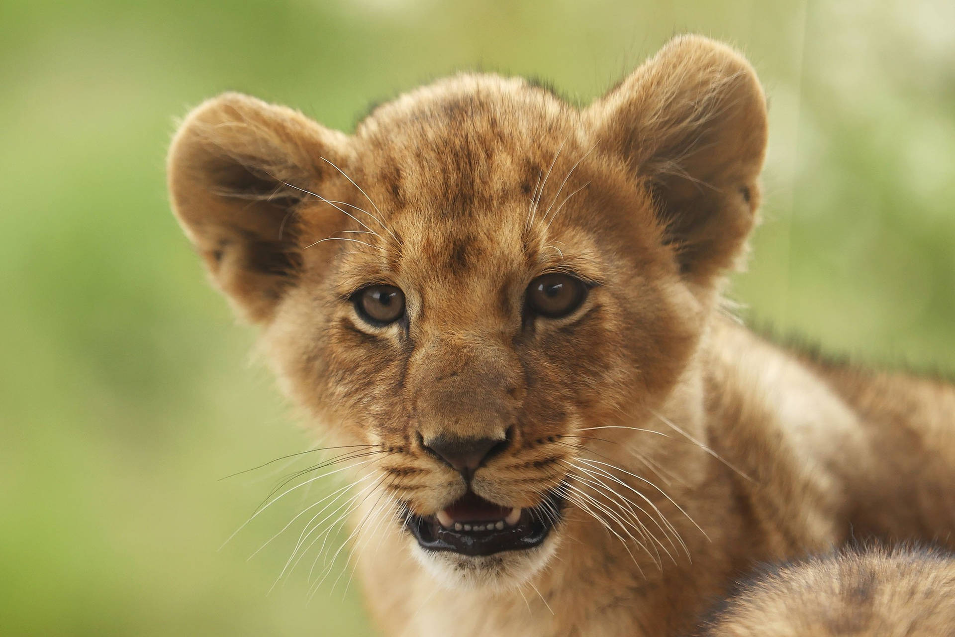 Baby Lion Little Roar Background