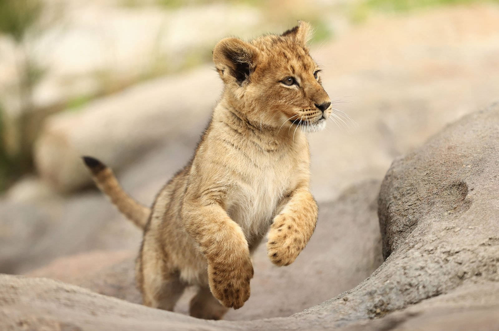 Baby Lion Mid-jump Background